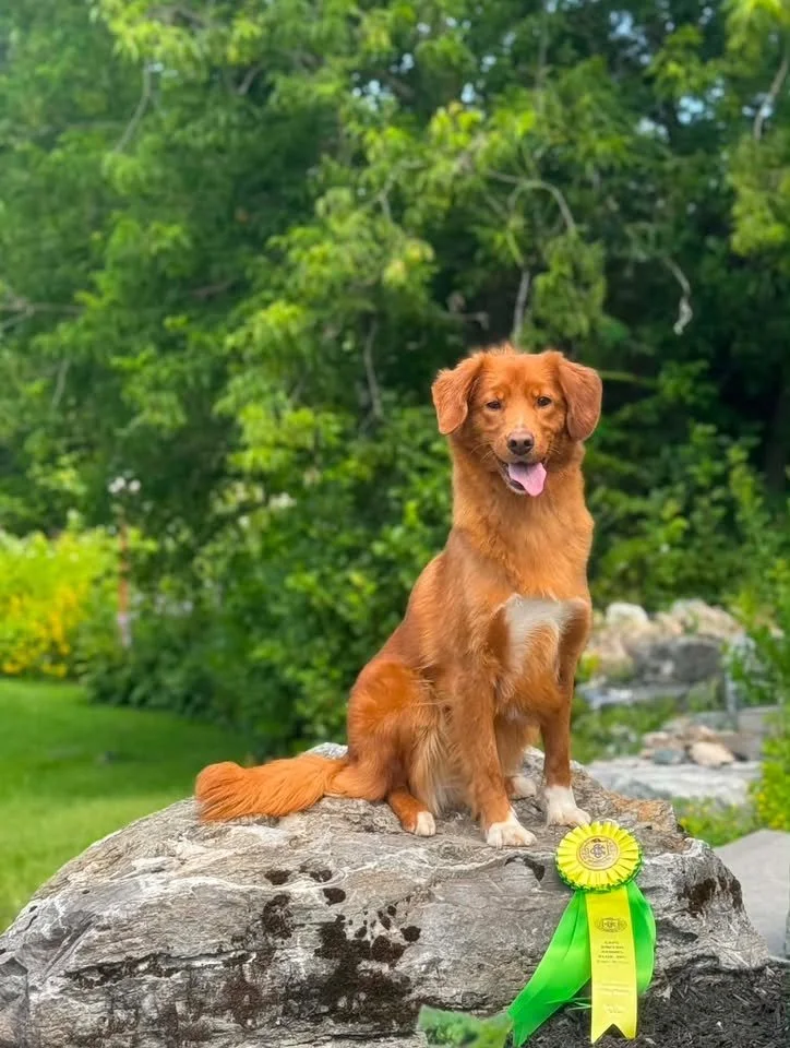 CAPE BRETON KENNEL CLUB. - July 11, July 12, 2026.