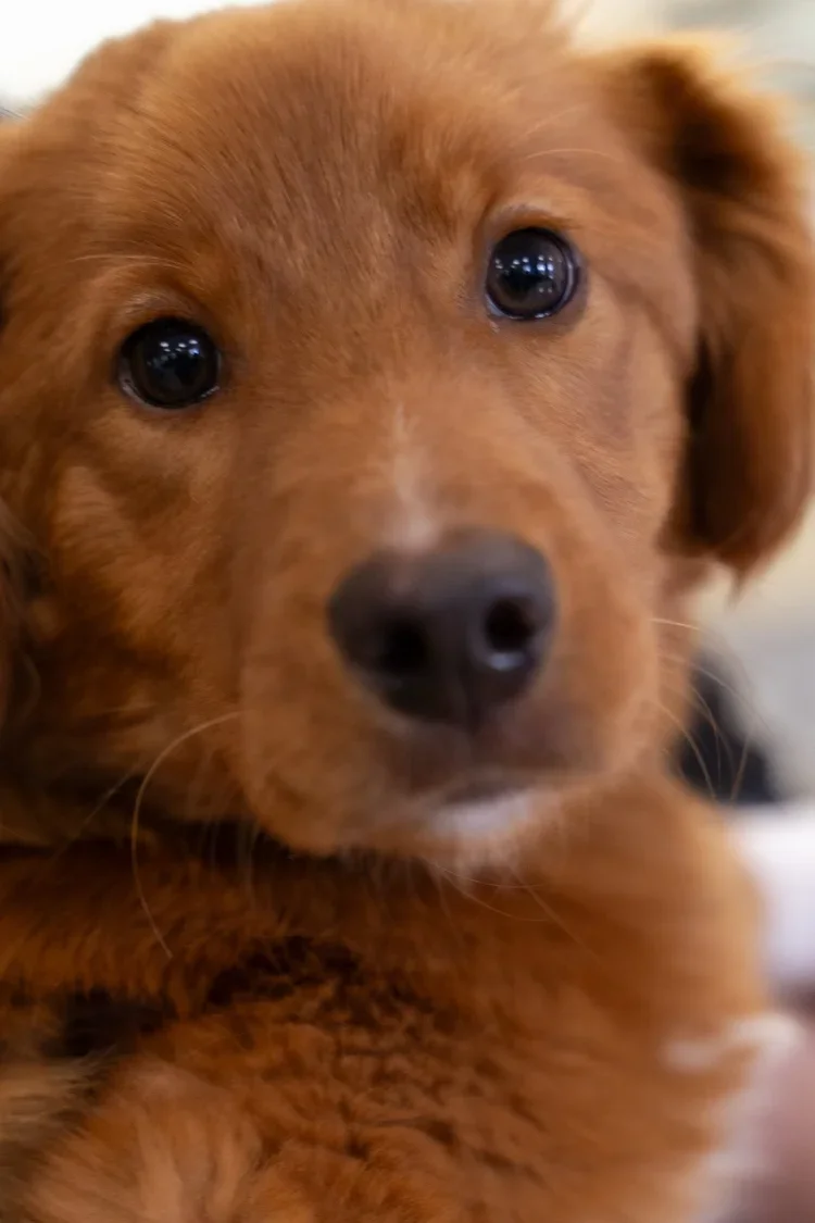 Pet Loss Grief Coaching