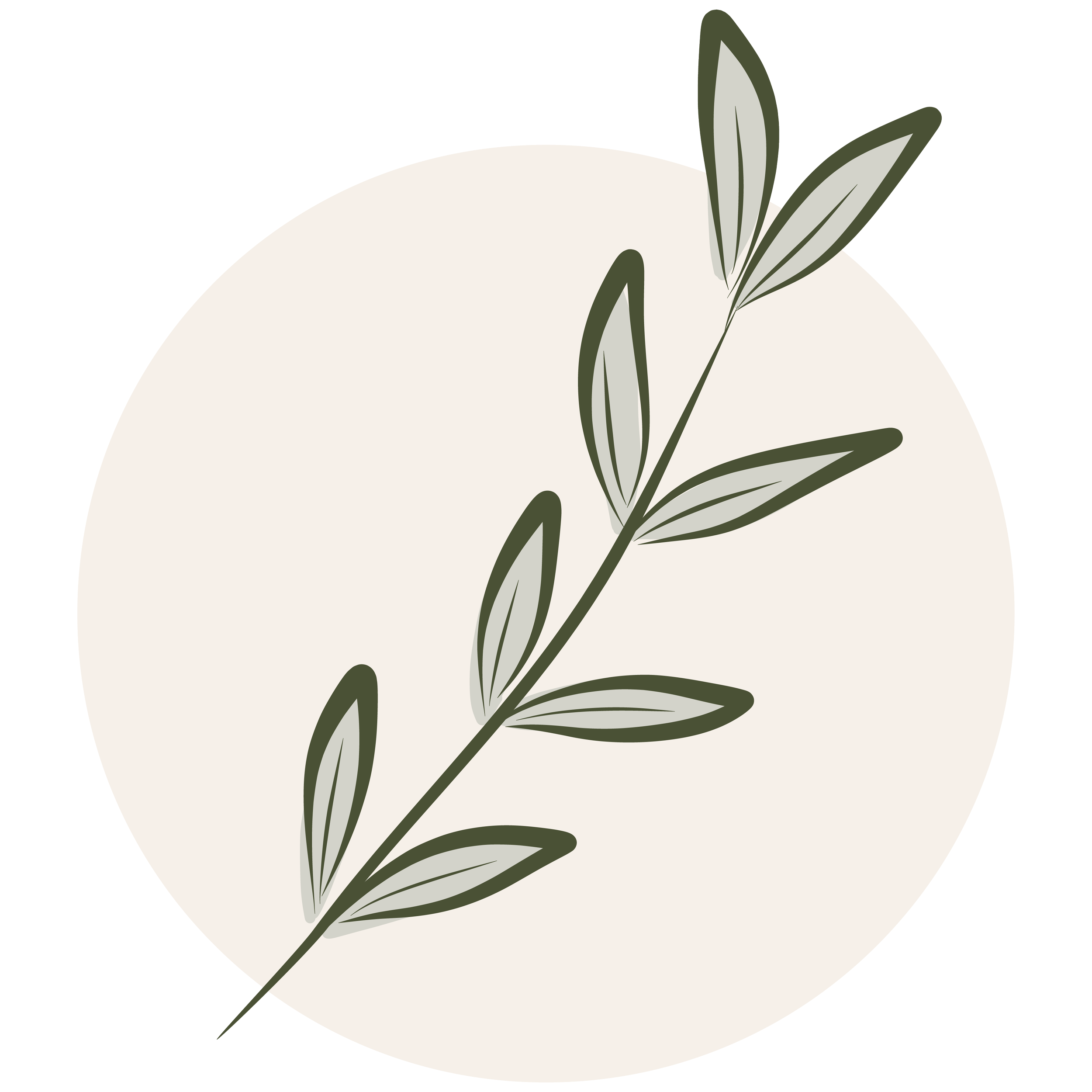Illustration of a green leafy branch with elongated leaves, set against a beige circular background.