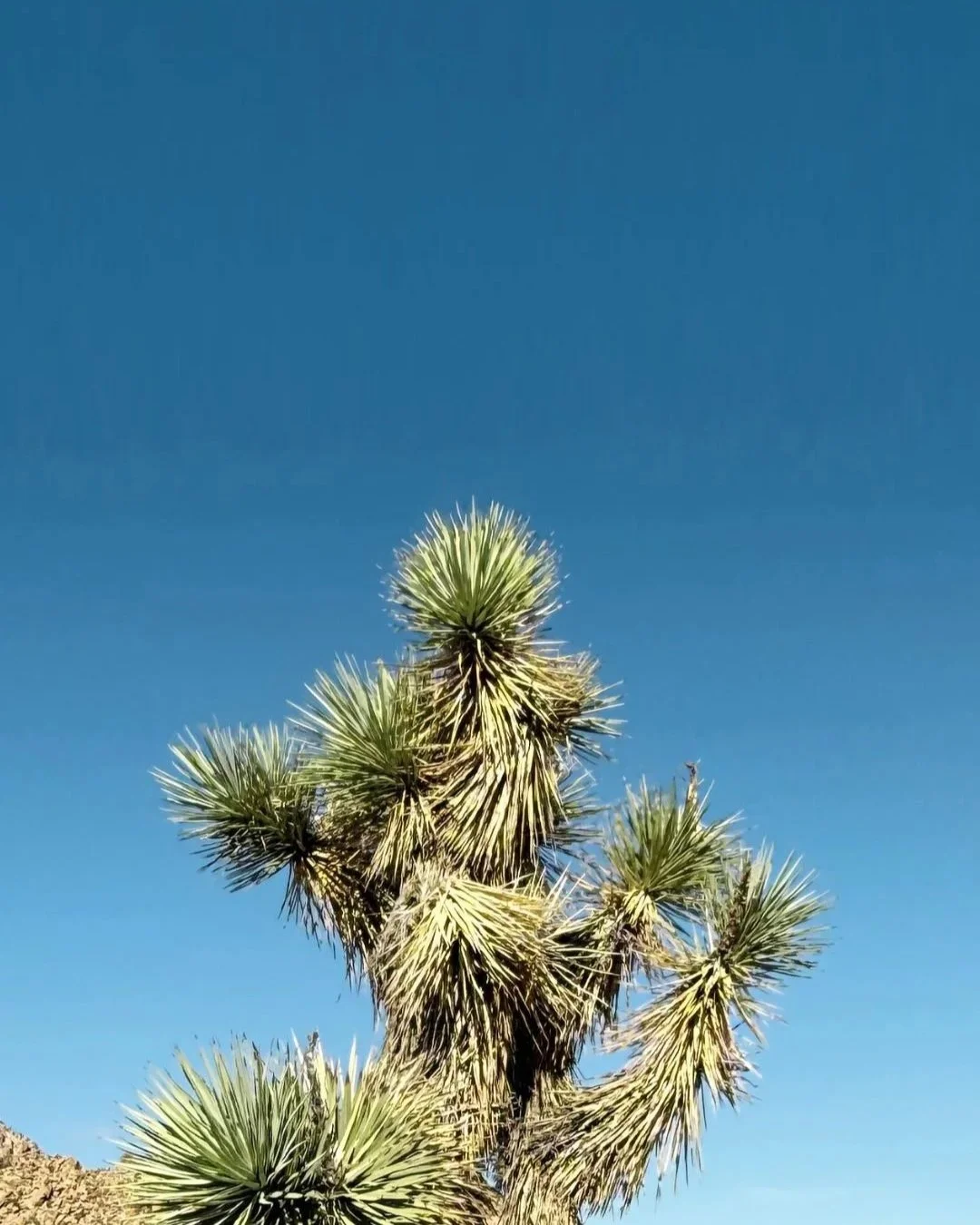 Joshua Tree, desert plants, yucca tree,