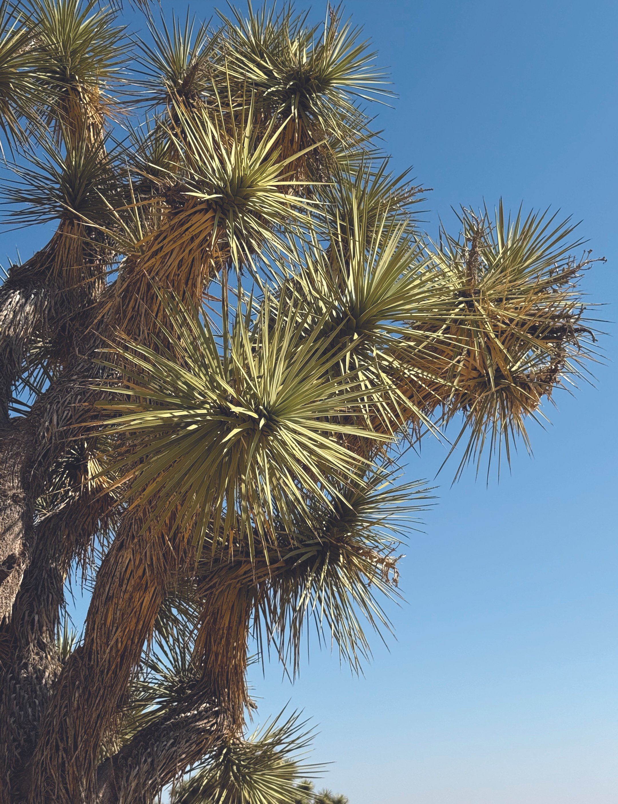 Joshua Tree Branches