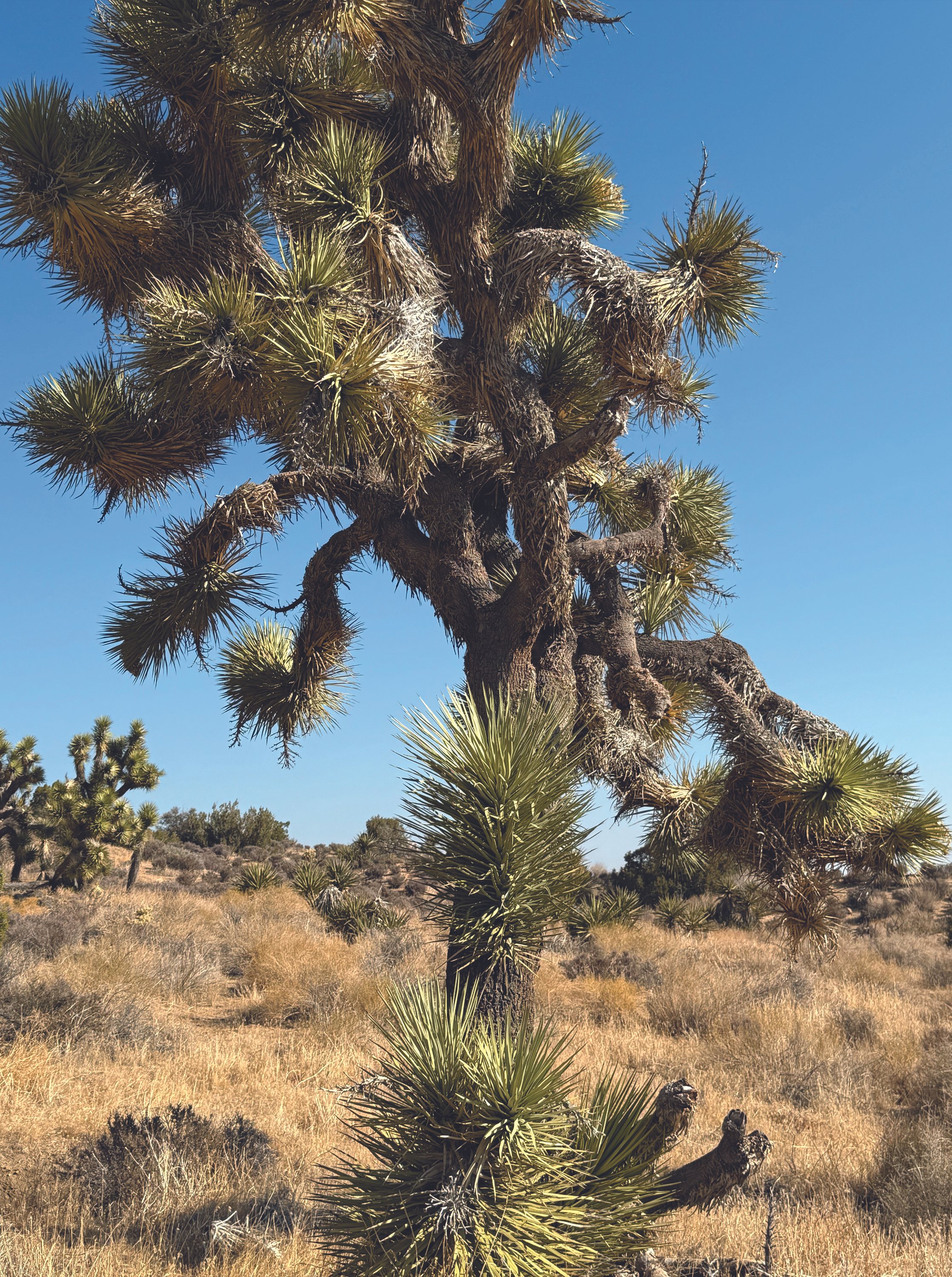 A mature Joshua Tree