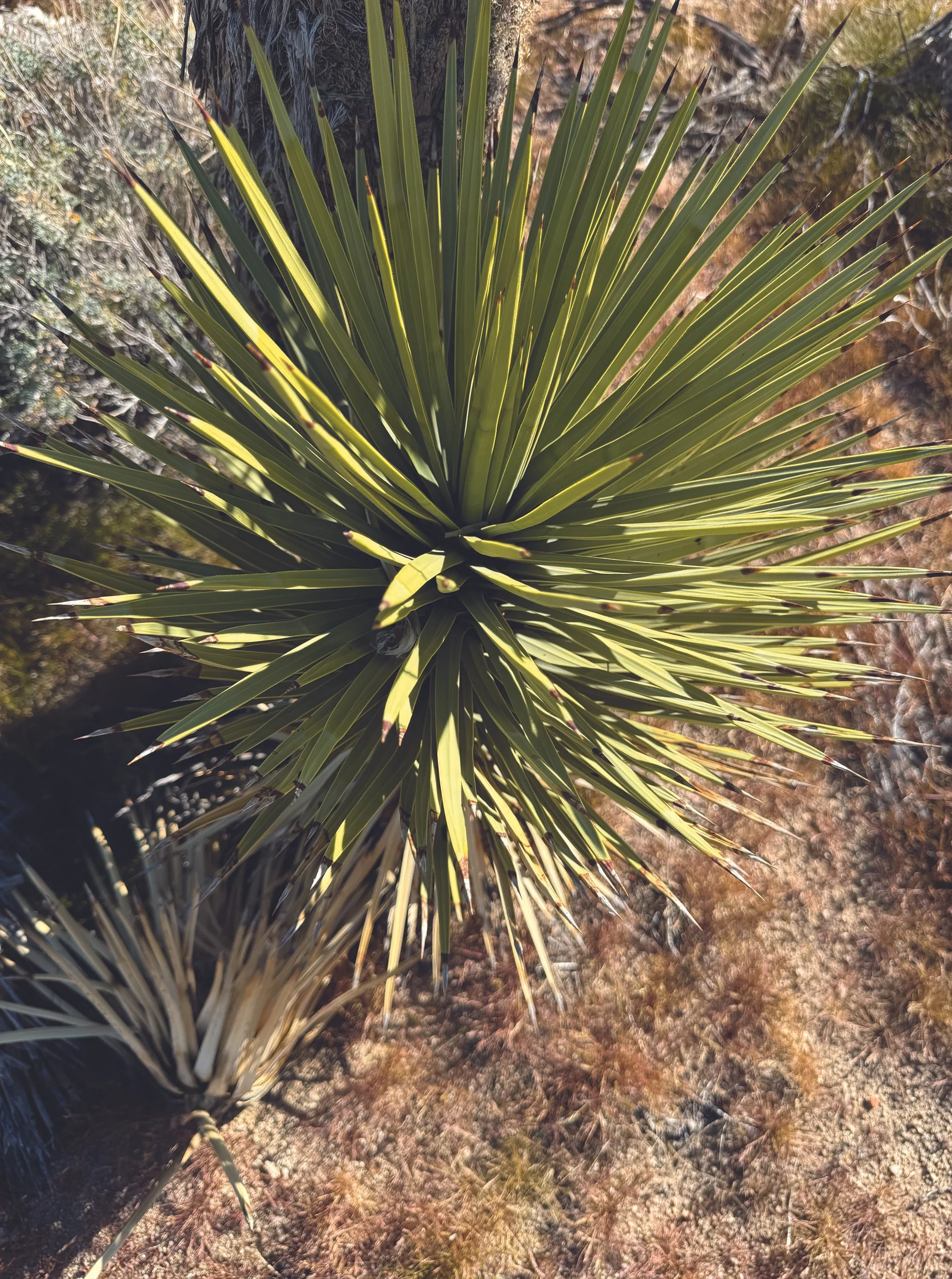 A young Joshua Tree