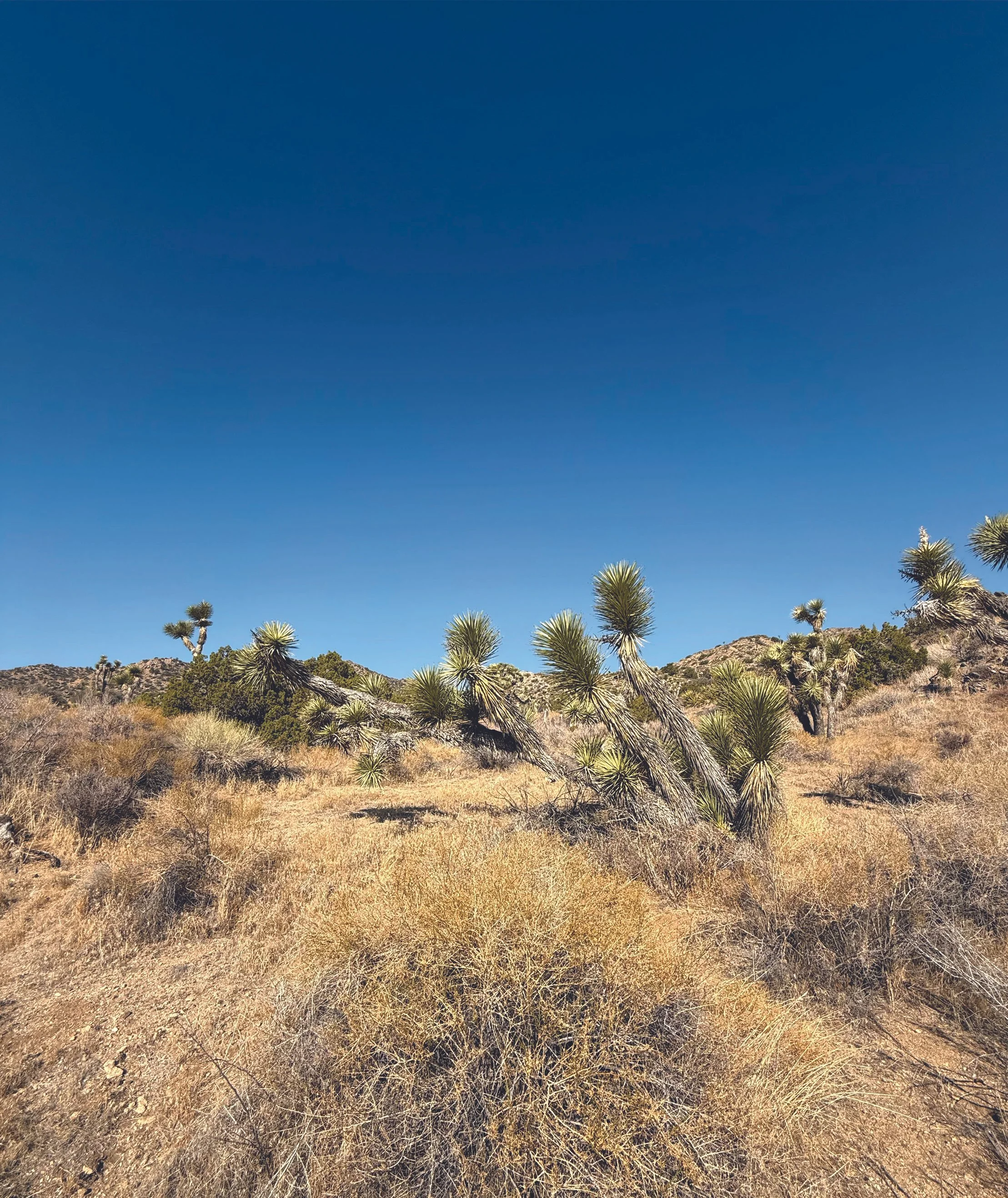 Joshua Tree or Mojave Yucca? How to Tell the Difference