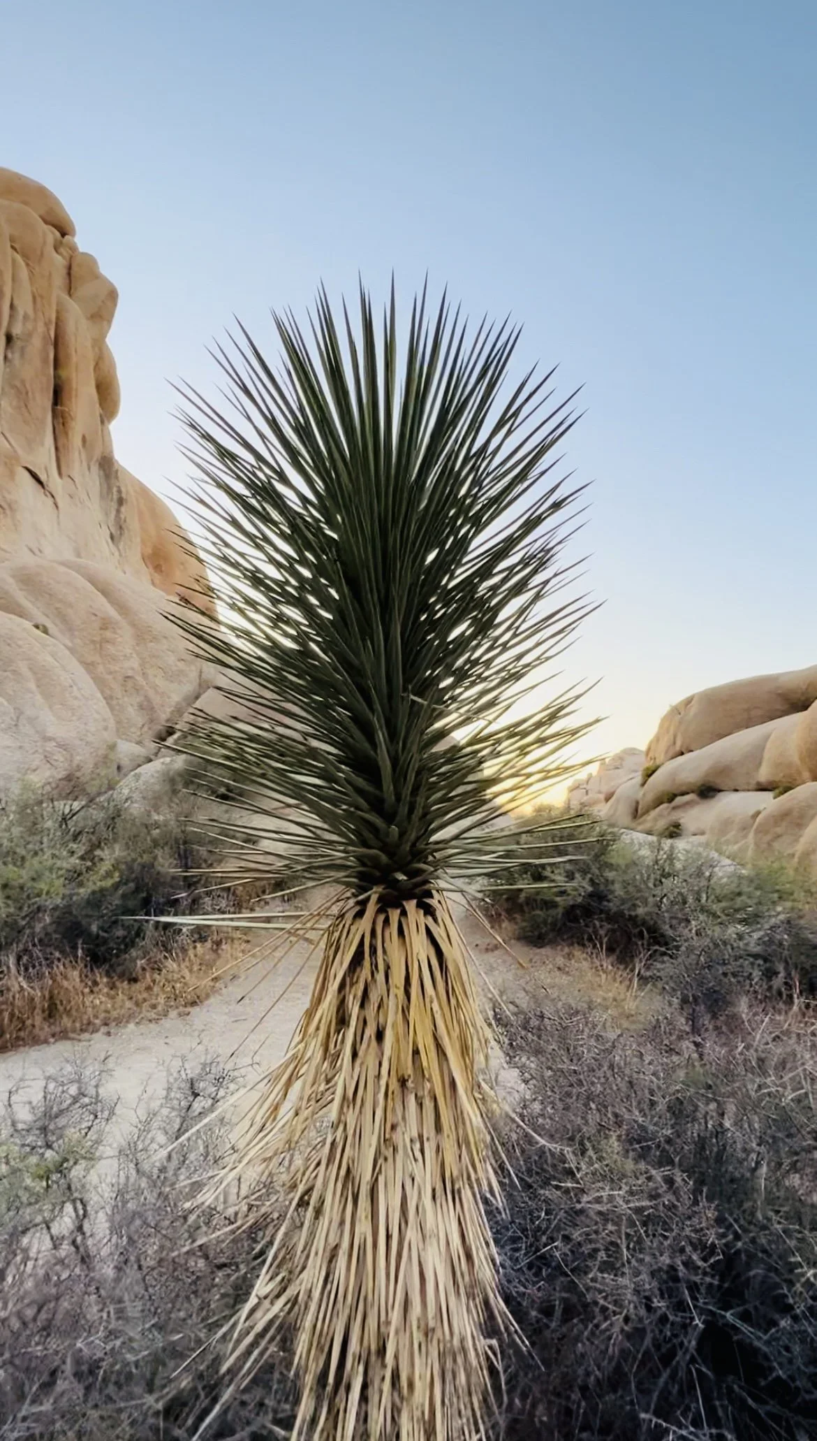A young Joshua Tree