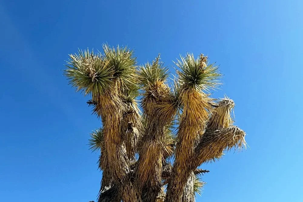 Joshua Tree or Mojave Yucca? How to Tell the Difference