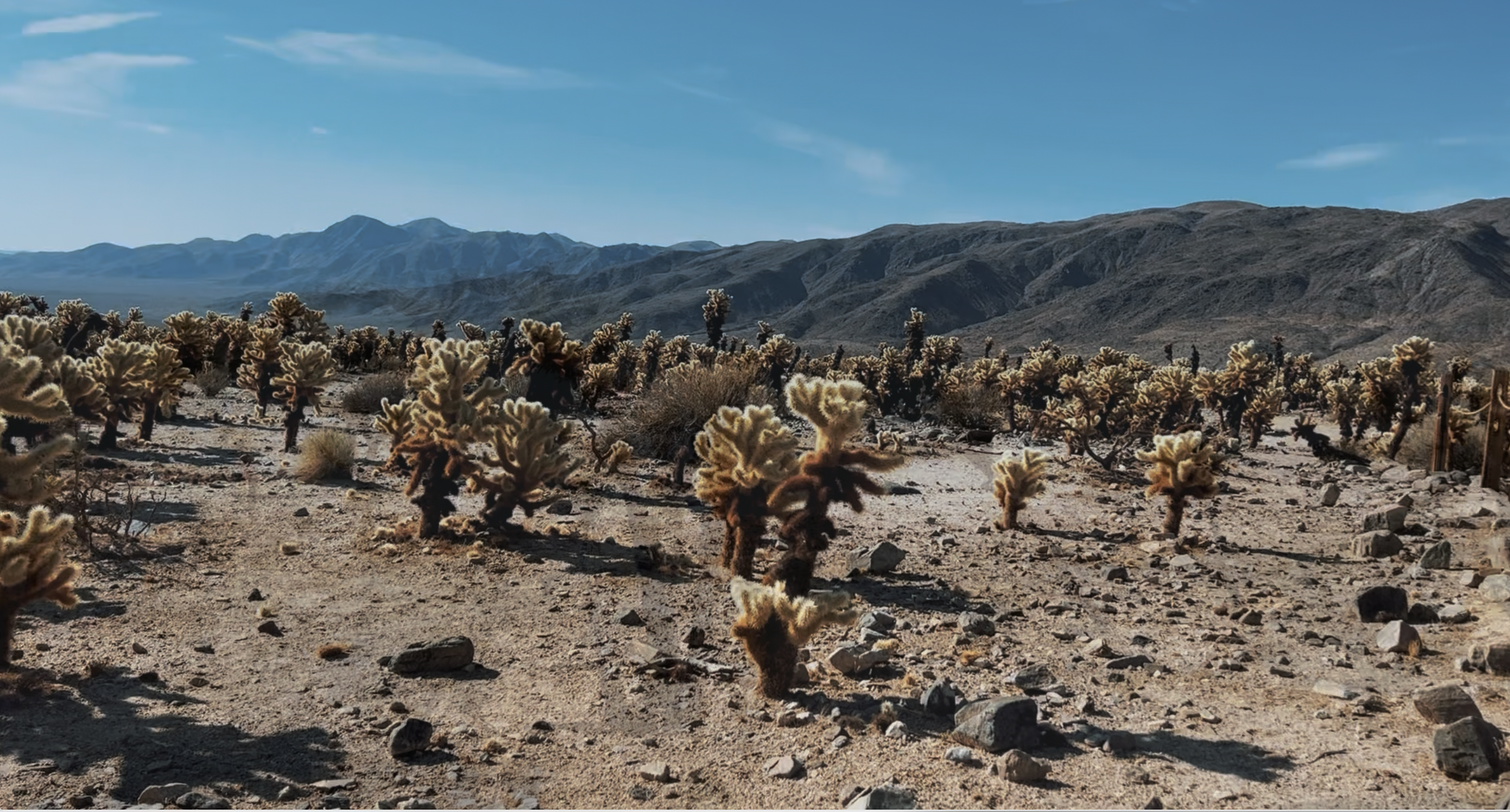 cholla cactus garden in Joshua Tree national park
