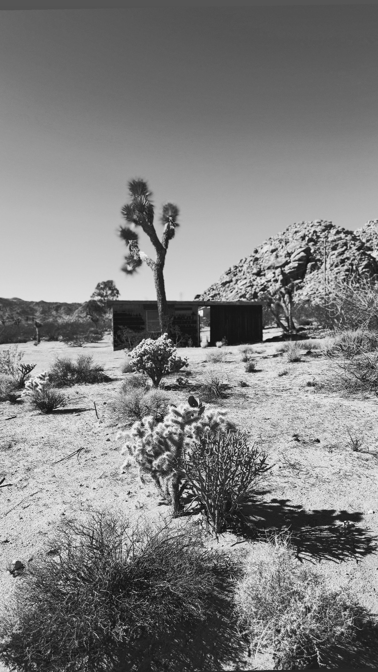 A desert cabin surrounded by Joshua Tree landscape