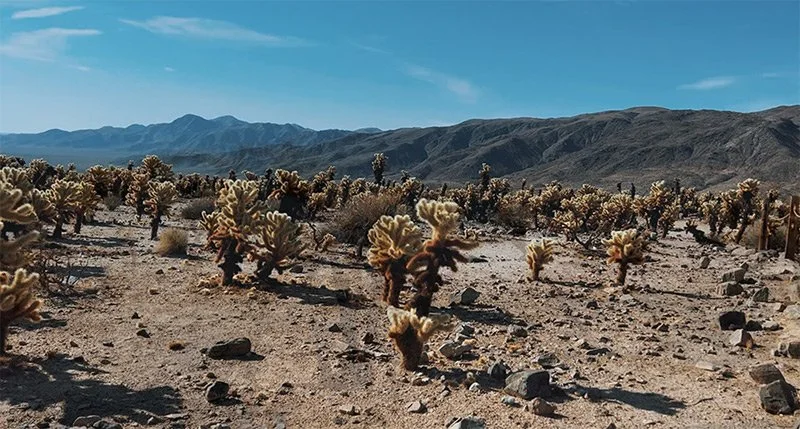 Cholla Cactus Garden in Joshua Tree National Park