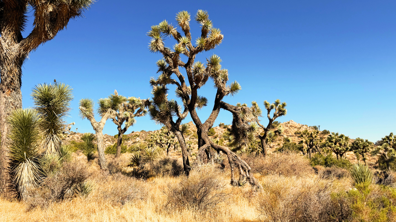 Joshua Trees in Black Rock Canyon in Joshua Tree National Park