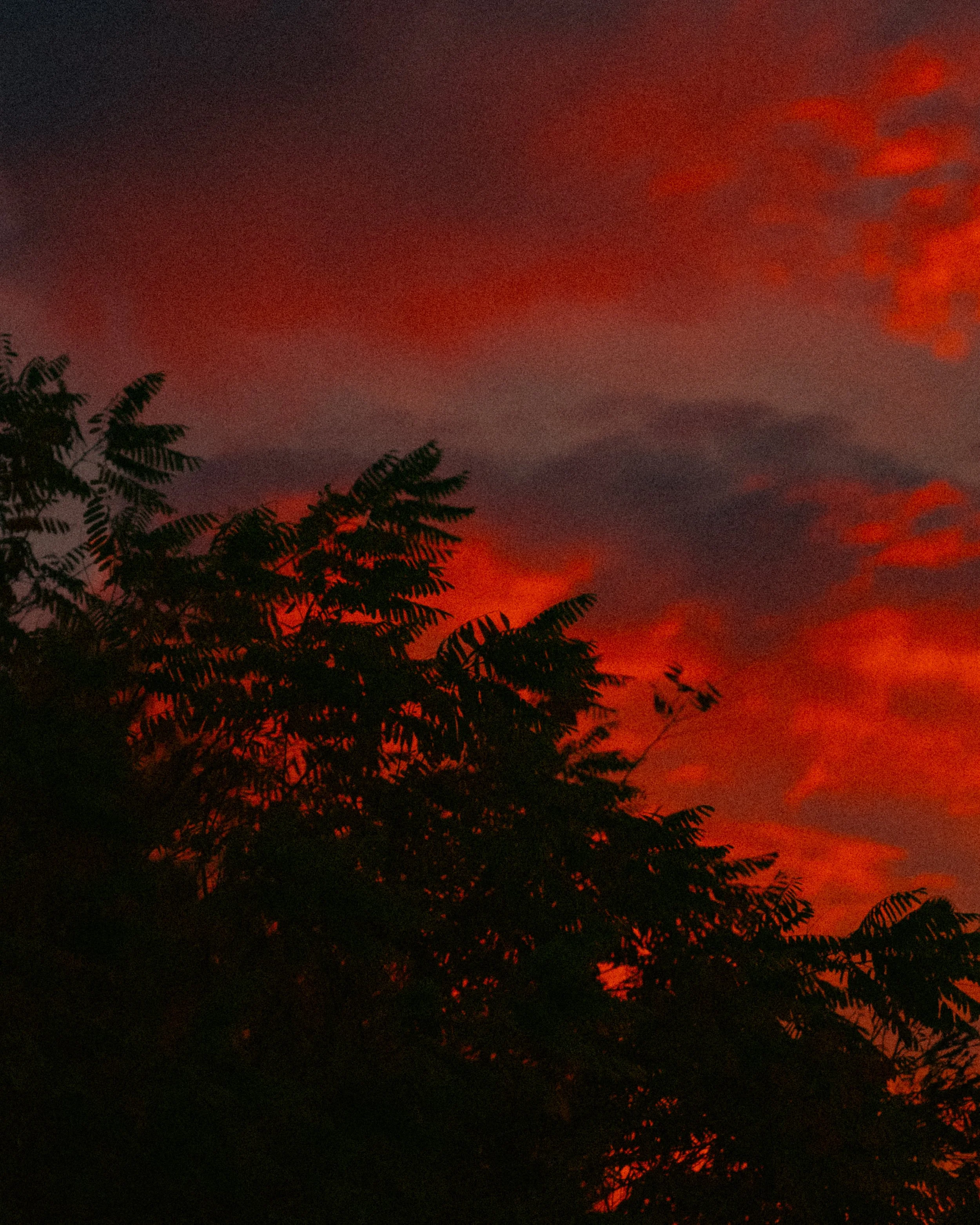Night sky with orange and red clouds and silhouette of tree branches.