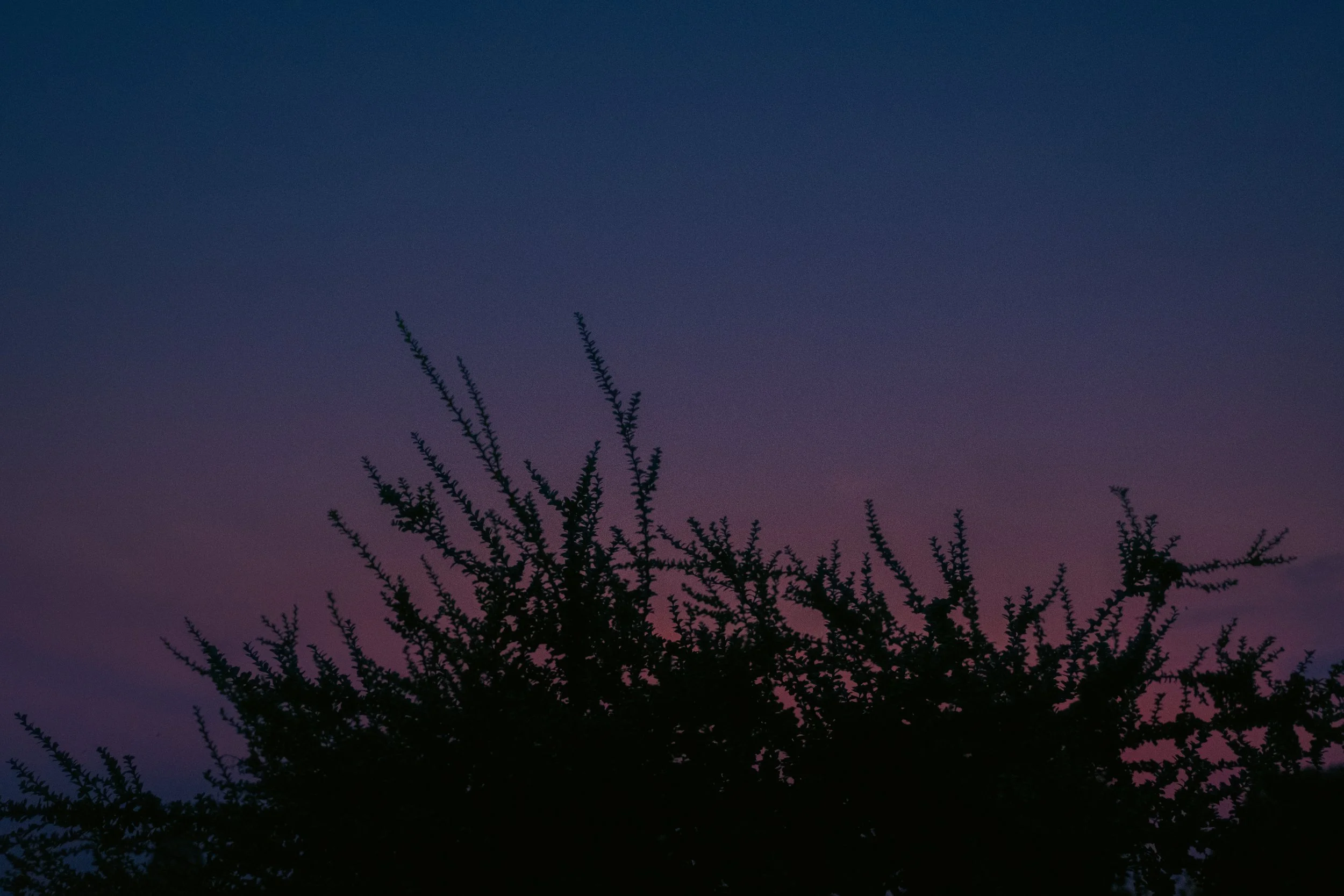 , low-light photograph from "Sunset Blues" series by AJ Miranda, featuring a bloomy moon and silhouetted trees against a pink and orange Golden Hour skyscape.