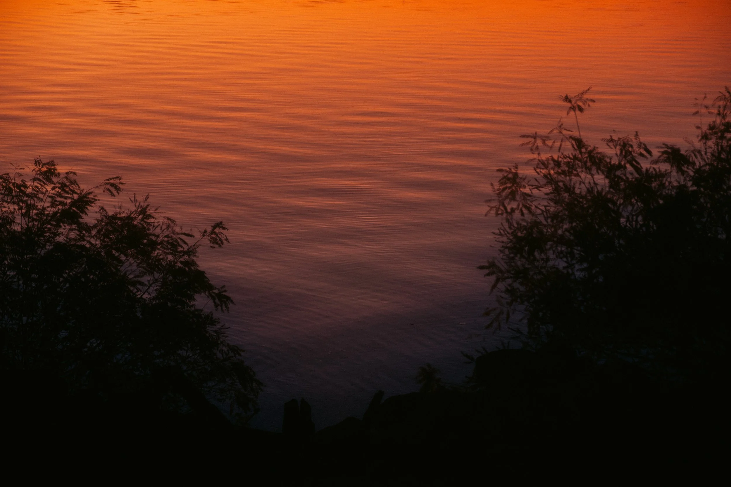 Cinematic, low-light photograph from "Sunset Blues" series by AJ Miranda, featuring a bloomy moon and silhouetted trees against a pink and orange Golden Hour skyscape.