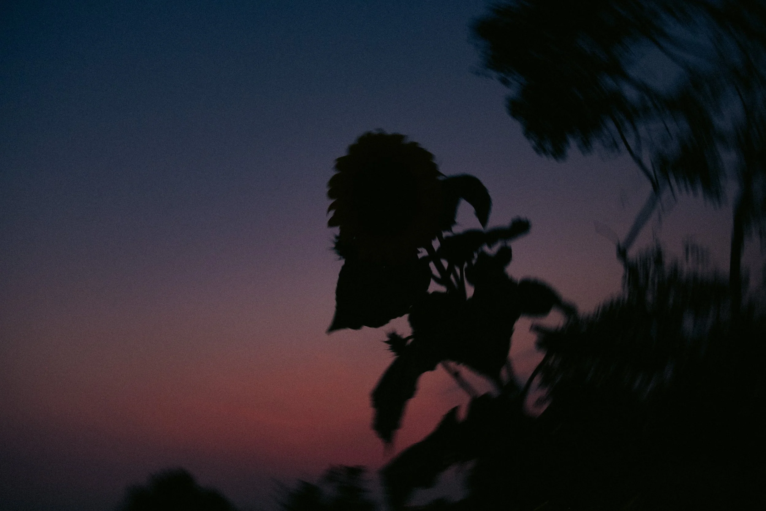 Cinematic, low-light photograph from "Sunset Blues" series by AJ Miranda, featuring a bloomy moon and silhouetted trees against a pink and orange Golden Hour skyscape.
