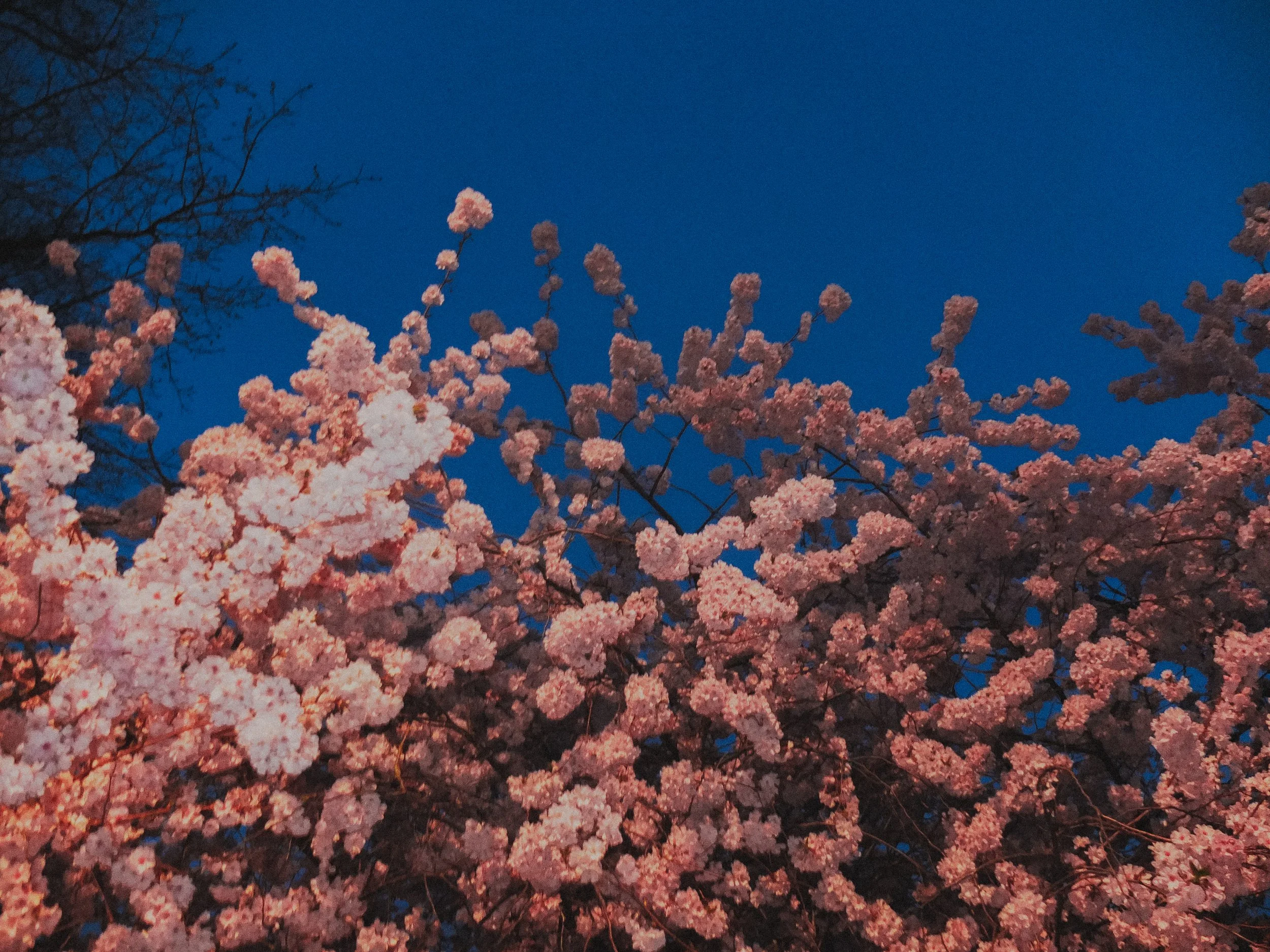 AJ Miranda Photography Candid, unpolished band photography from the Raw Reality series of EL Wedos, capturing genuine chaos using high-contrast dark flash in Vancouver, WA's deep PNW winter greens.