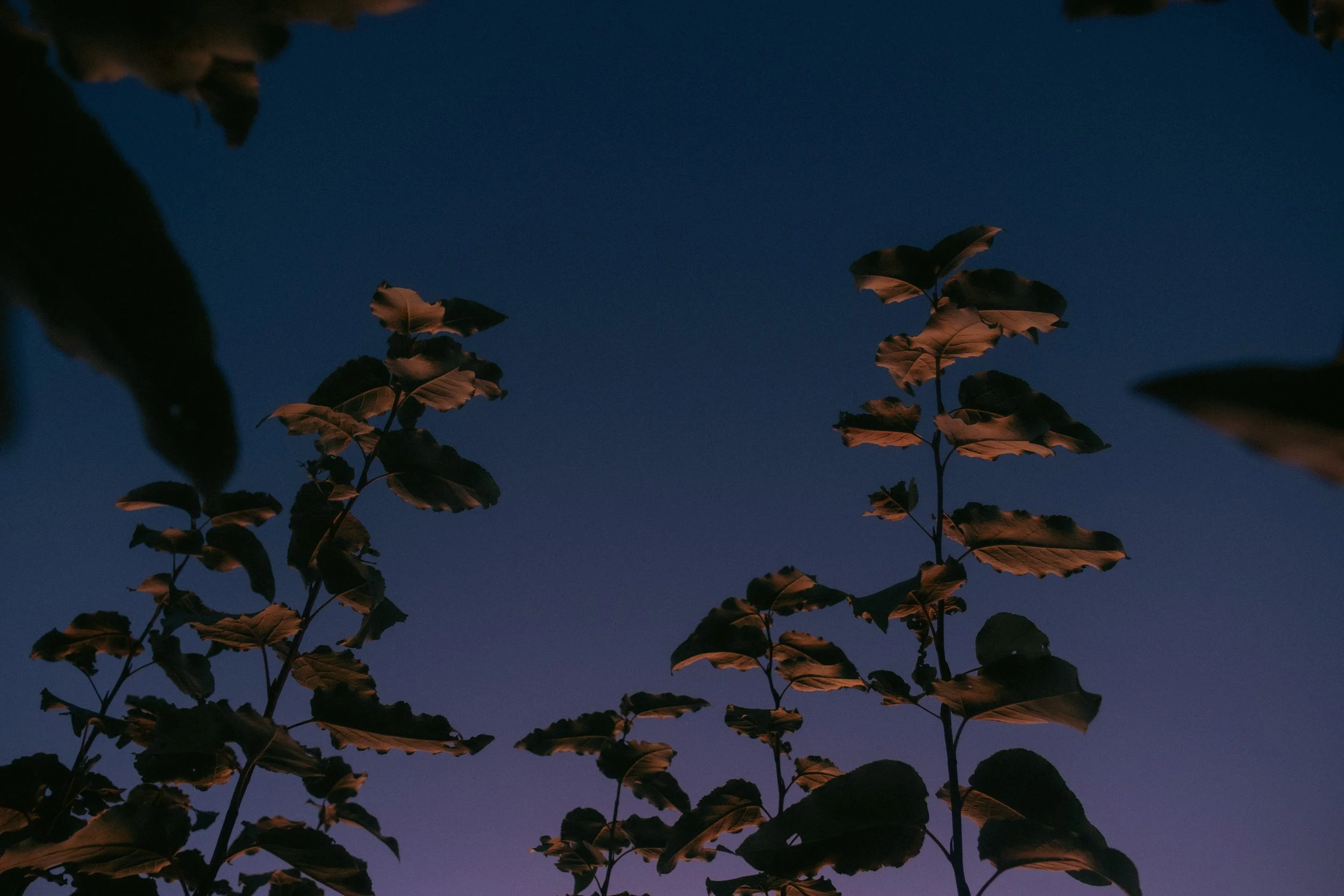 Cinematic, low-light photograph from "Sunset Blues" series by AJ Miranda, featuring a bloomy moon and silhouetted trees against a pink and orange Golden Hour skyscape.