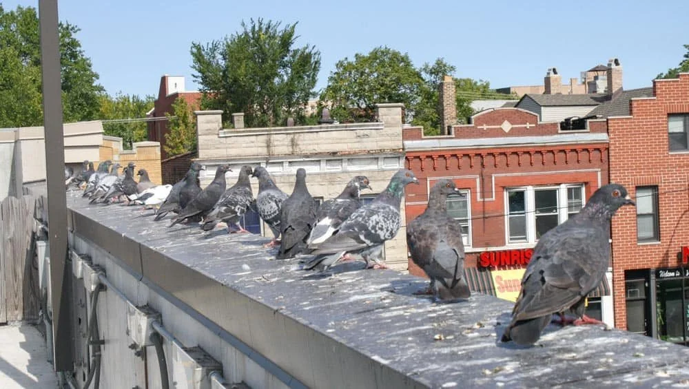 Pigeons roosting on a commercial property ledge