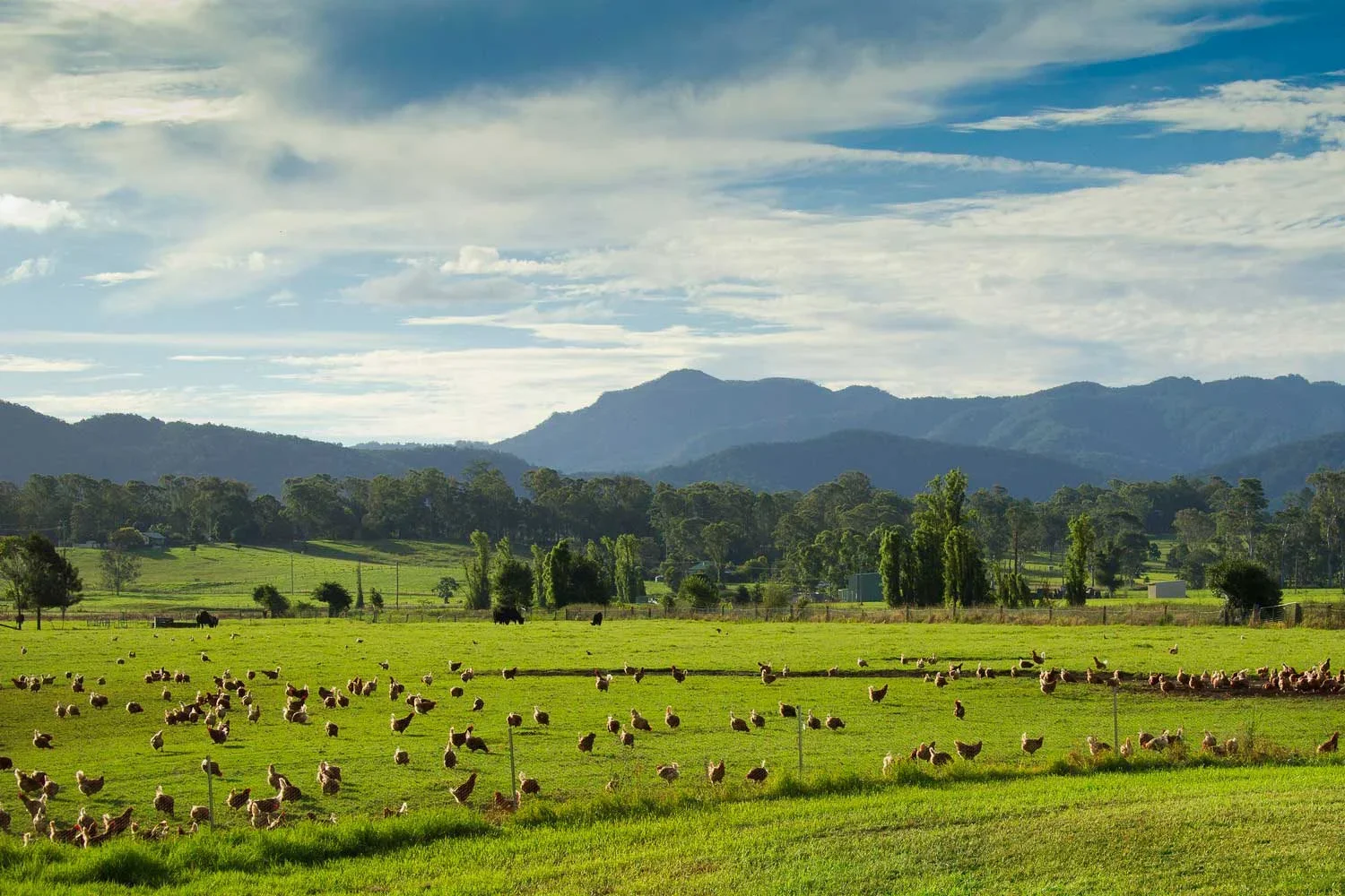 Streamlining a Time-Critical Rural Industry Expansion in Taree