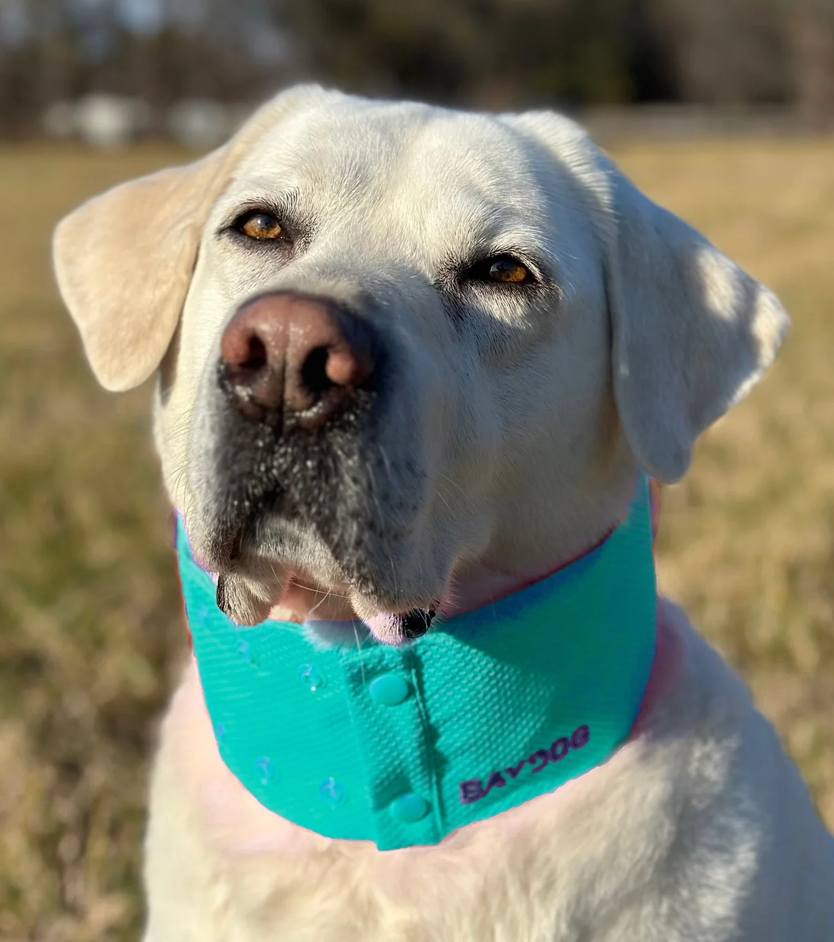 Arctic Bay Dog Cooling Collar