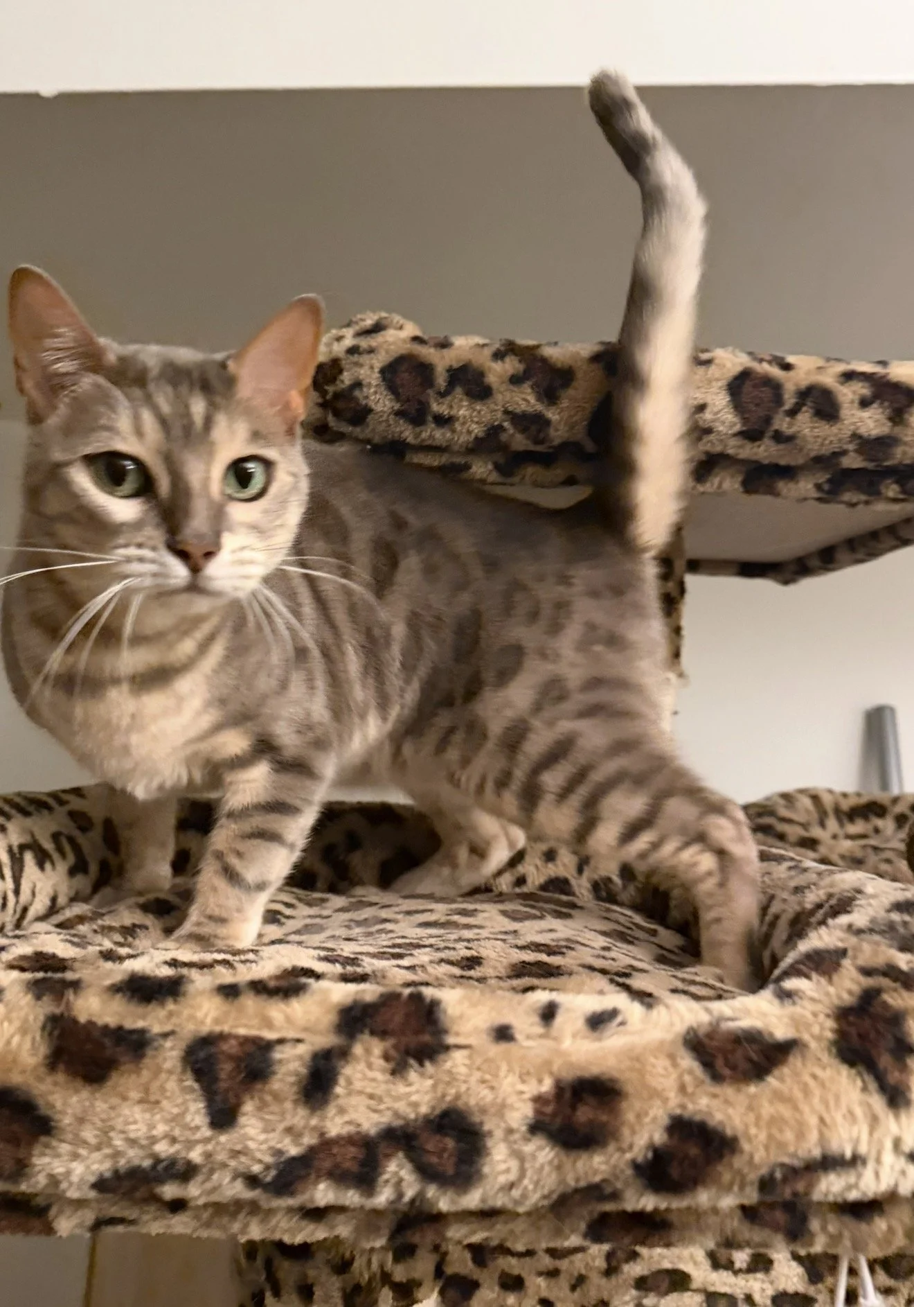 Dogs & Digs boutique cat