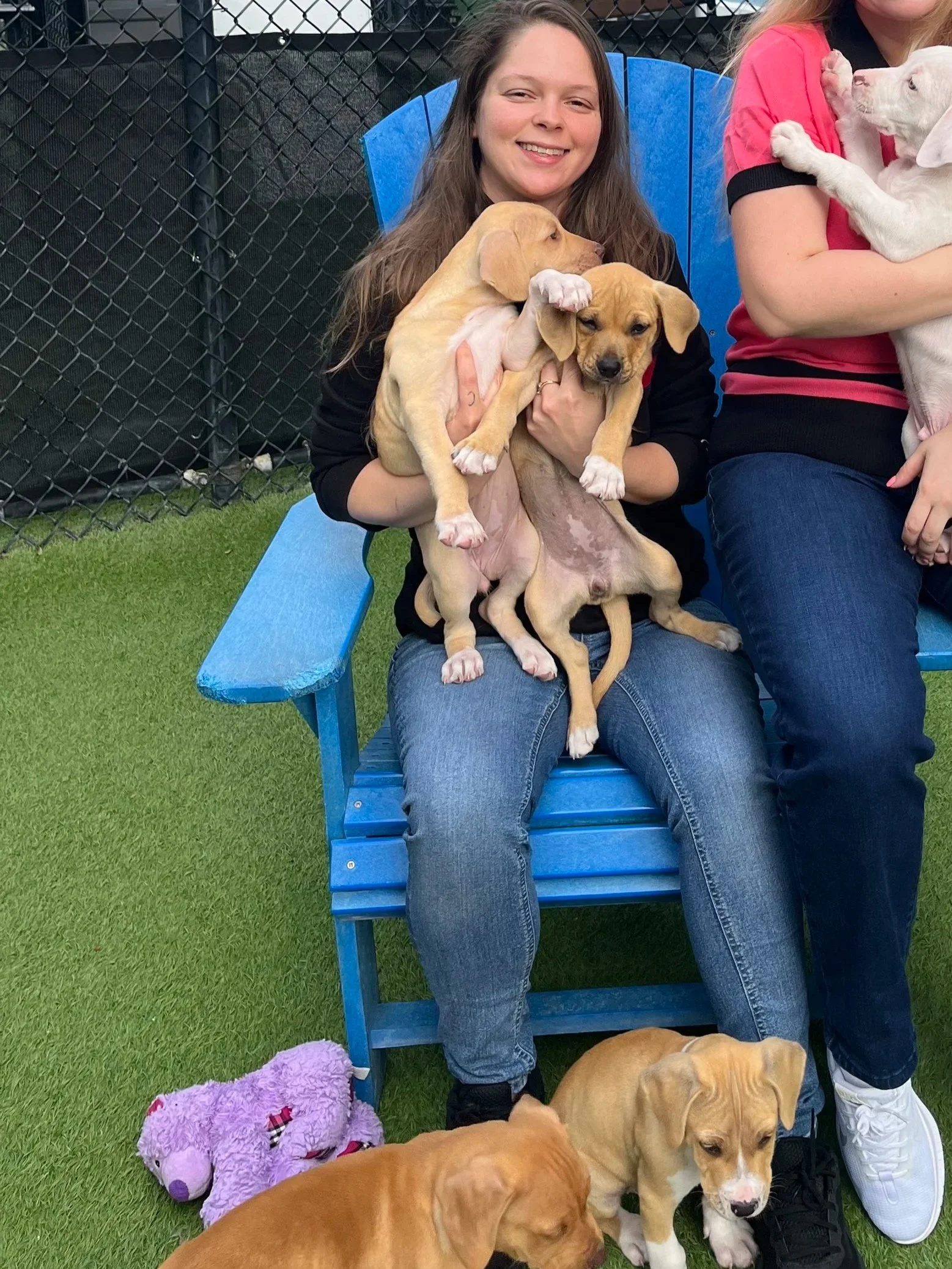 A woman smiling and sitting on a blue bench outdoors, holding three yellow puppies. Two other puppies are on the grass near a purple stuffed animal, with one person partially visible on the right holding another puppy.