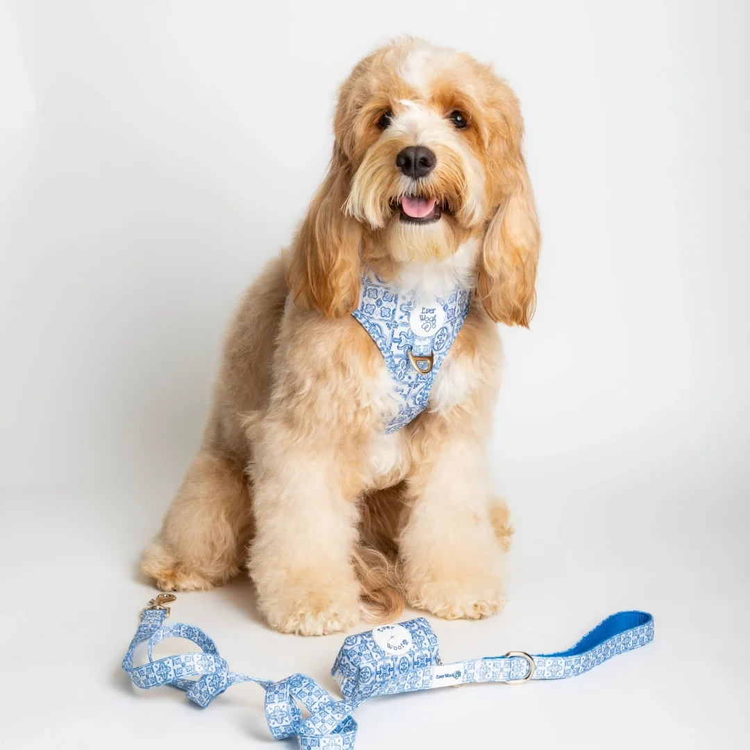 Santorini Leash & Harness Set by Ever Woof- Blue & White Mediterranean Pattern