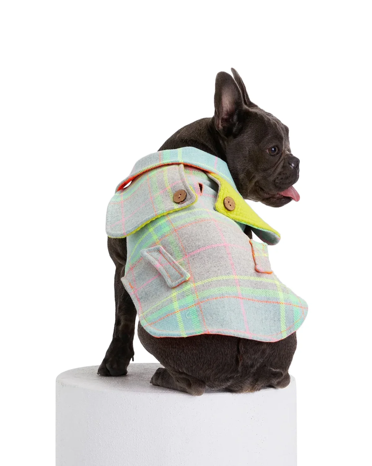 TartanDogCoat9.jpg.webp