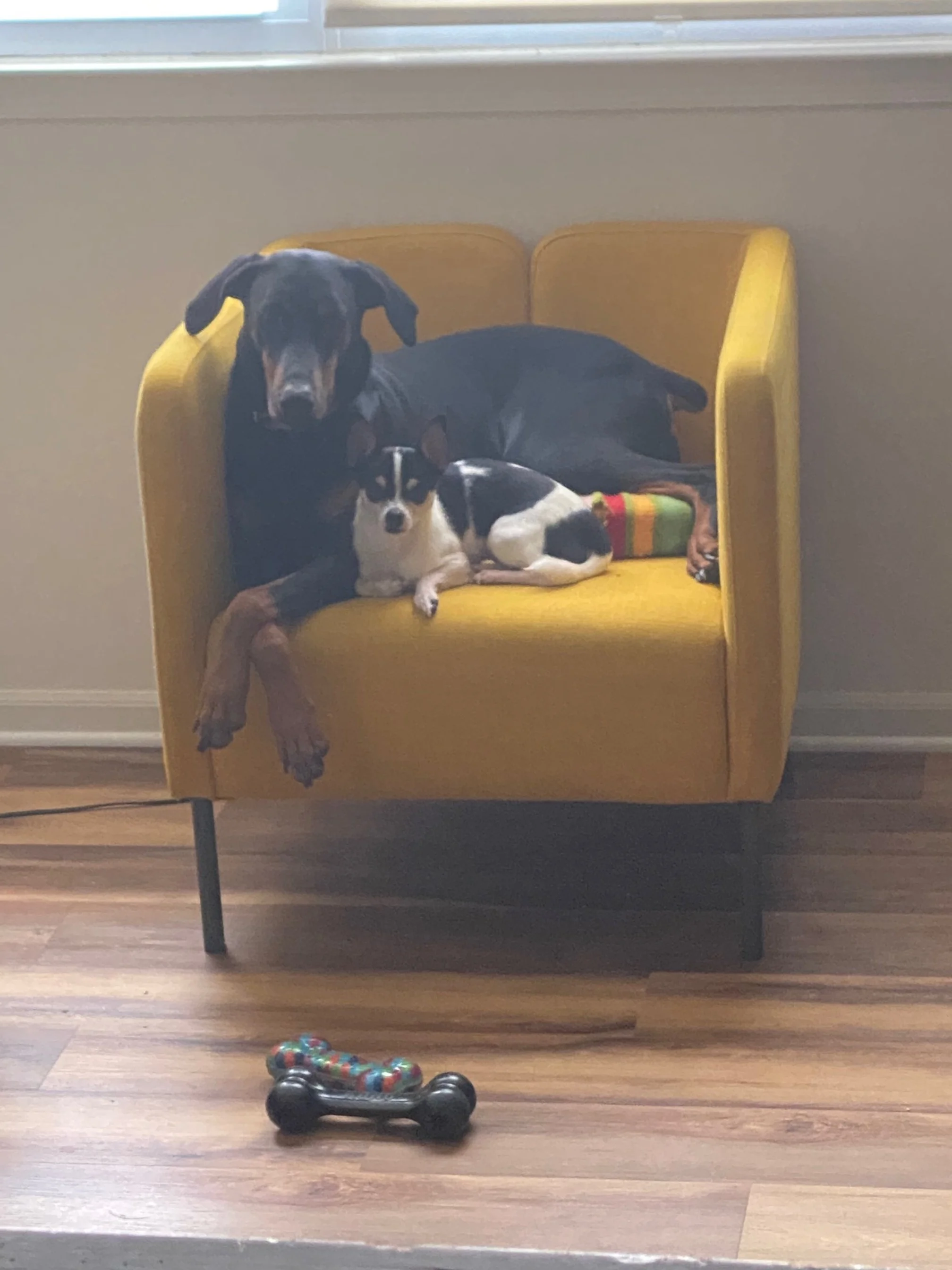 A black and tan dog and a black and white dog lying together on a yellow armchair in a room with hardwood floors and a window.