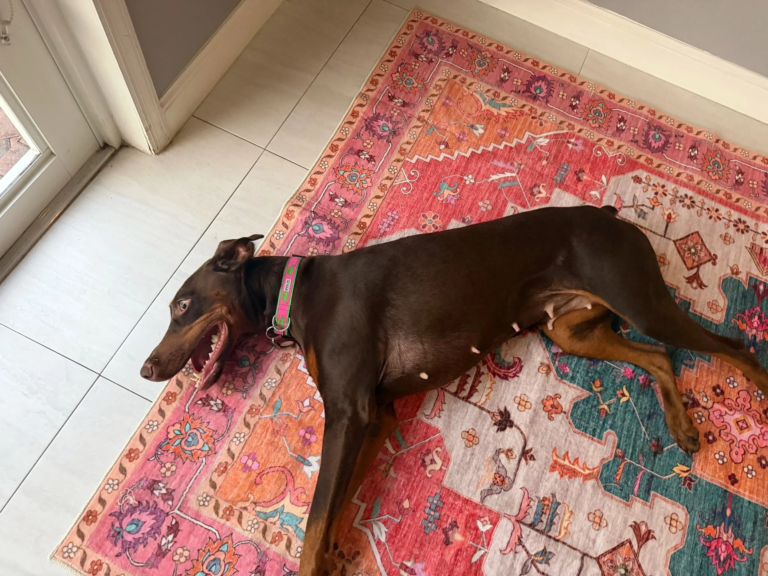 A brown dog with a pink and green collar lying on a colorful pink, red, orange, and green patterned rug in a room with white tiled floor and a glass door.