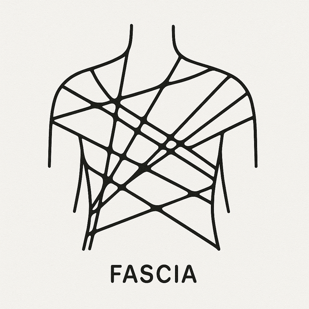 Outline of the human chest showing fascia network with the word 'FASCIA' beneath it.