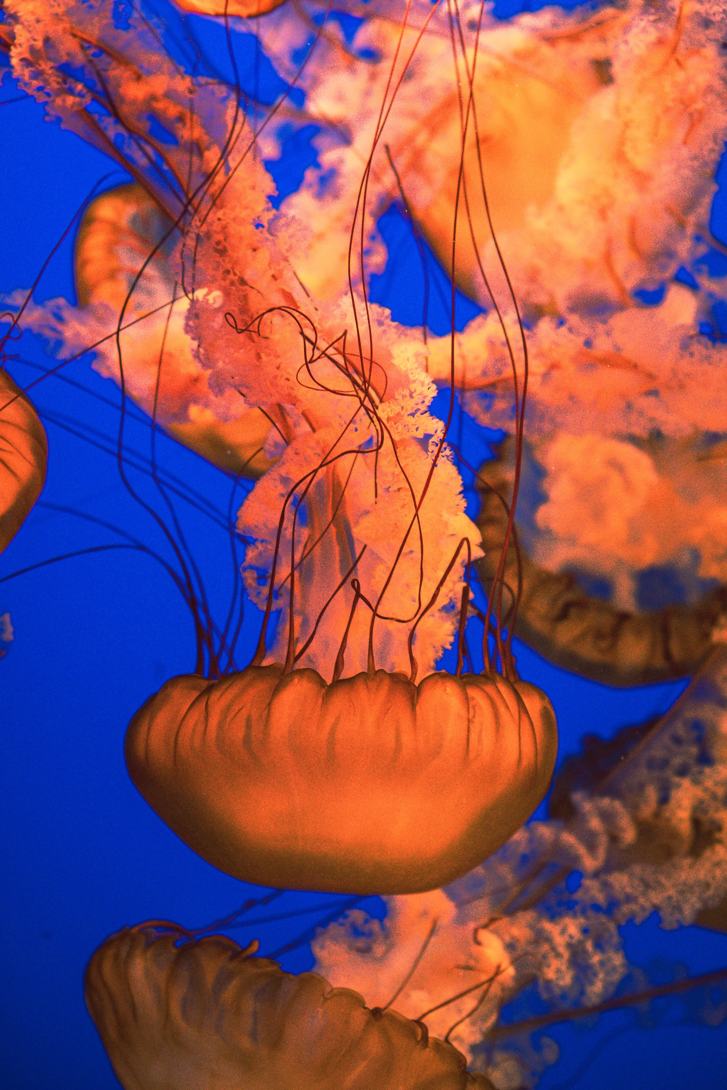 THE SEA WALL PAPER PACK