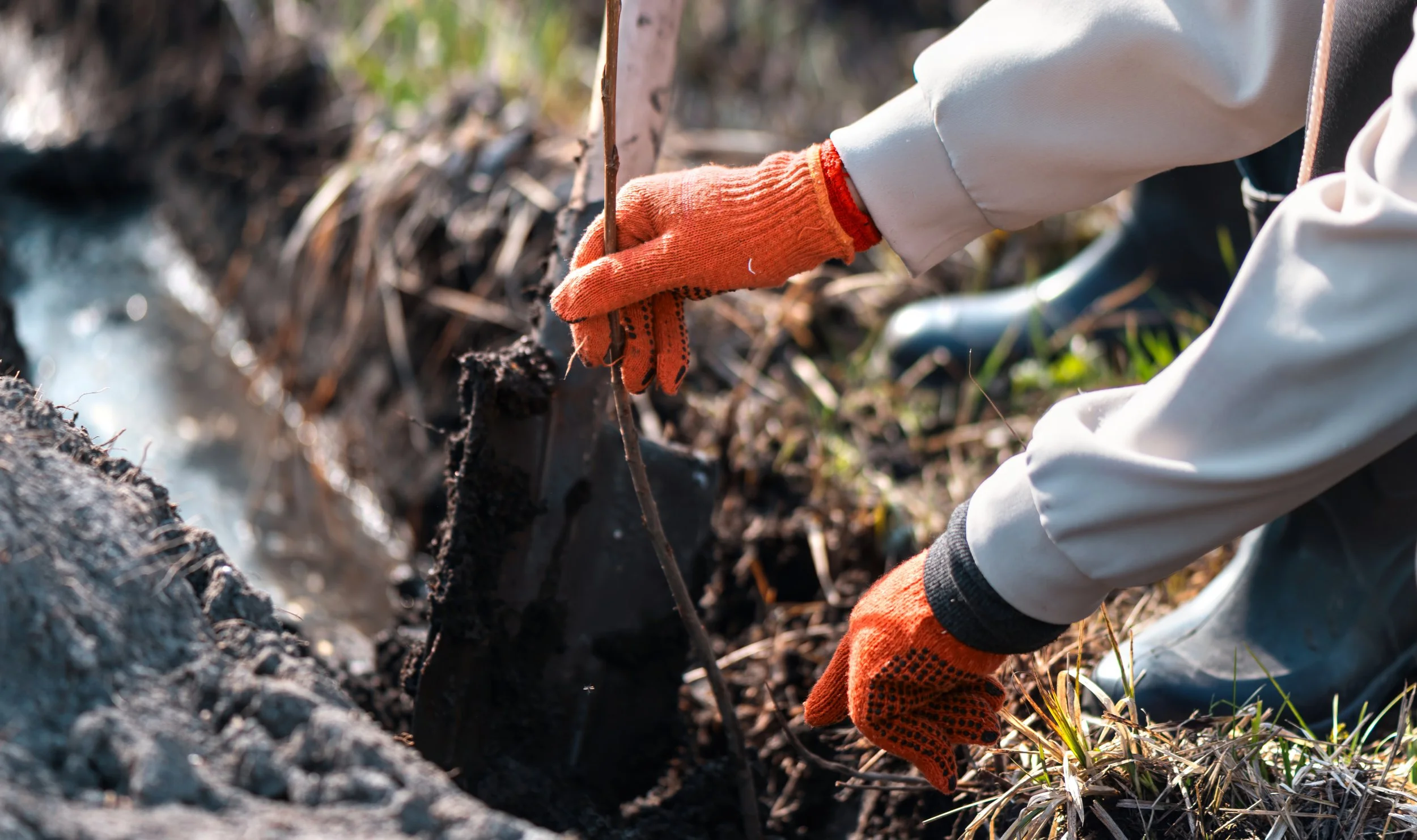 Close-up of a person wearing orange gloves and a white jacket, planting a small stick or twig in the soil outdoors, near a small water stream.