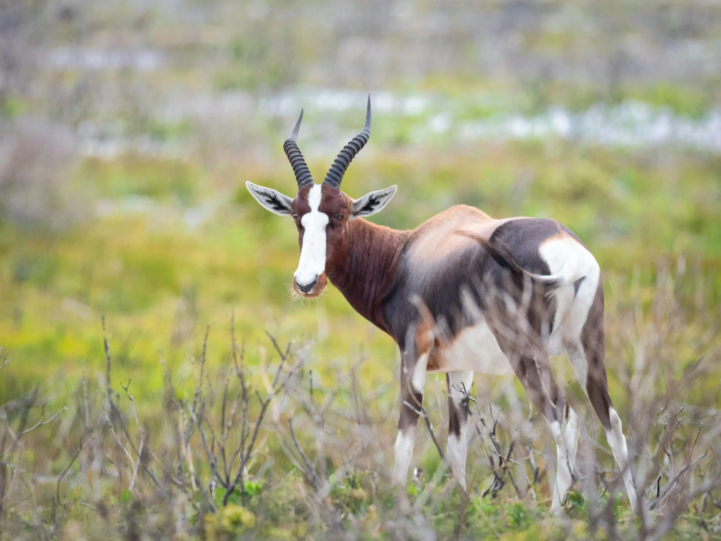 Bontebok Article