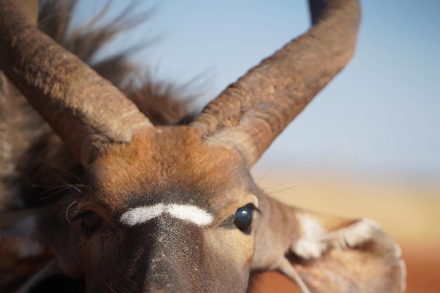 The Nyala
God traced His fingerprints across this nyala&rsquo;s face&mdash;subtle touch marks of perfection, each curve and shade a testament to intentional beauty.