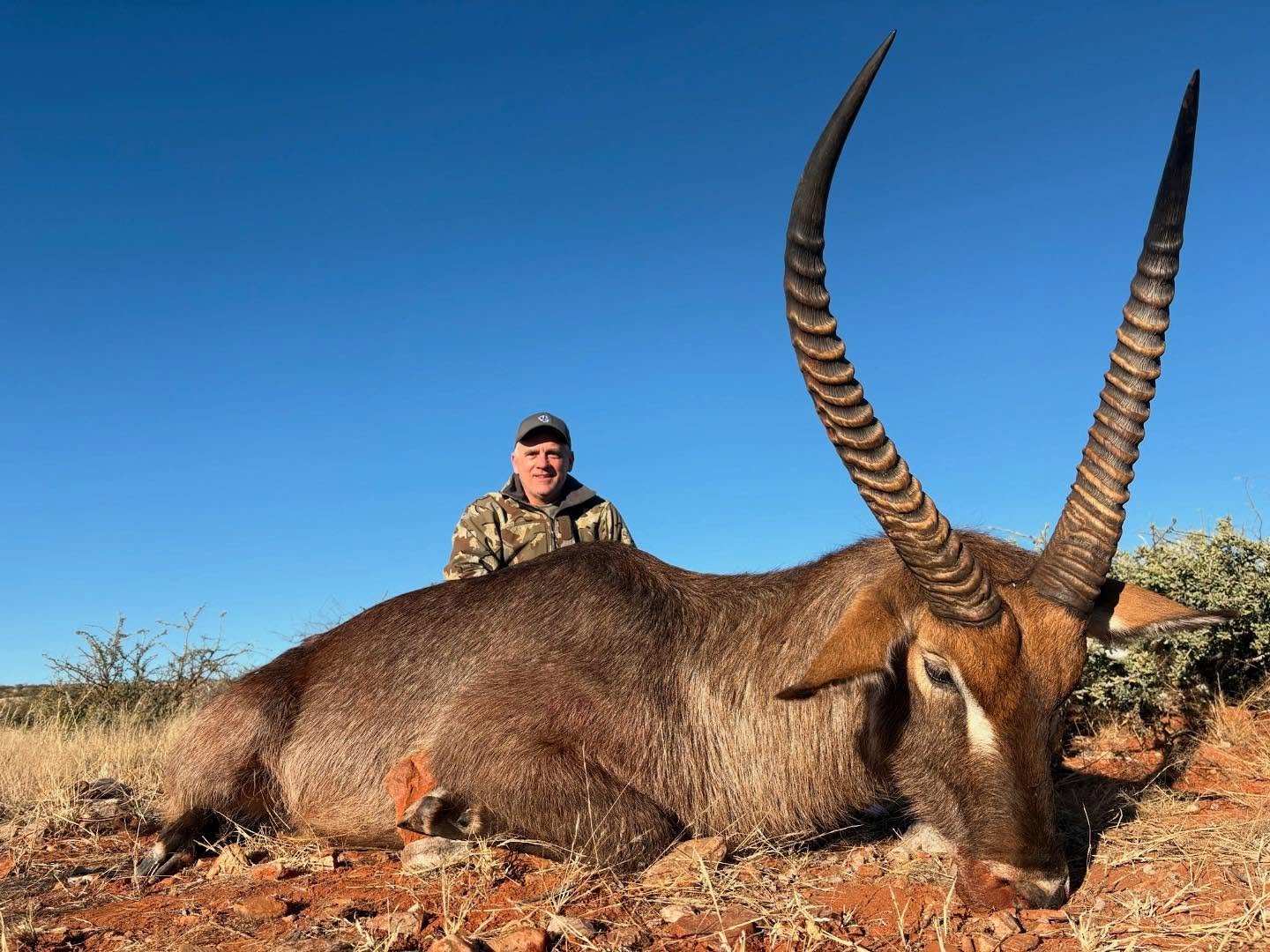 Waterbuck on the salt!