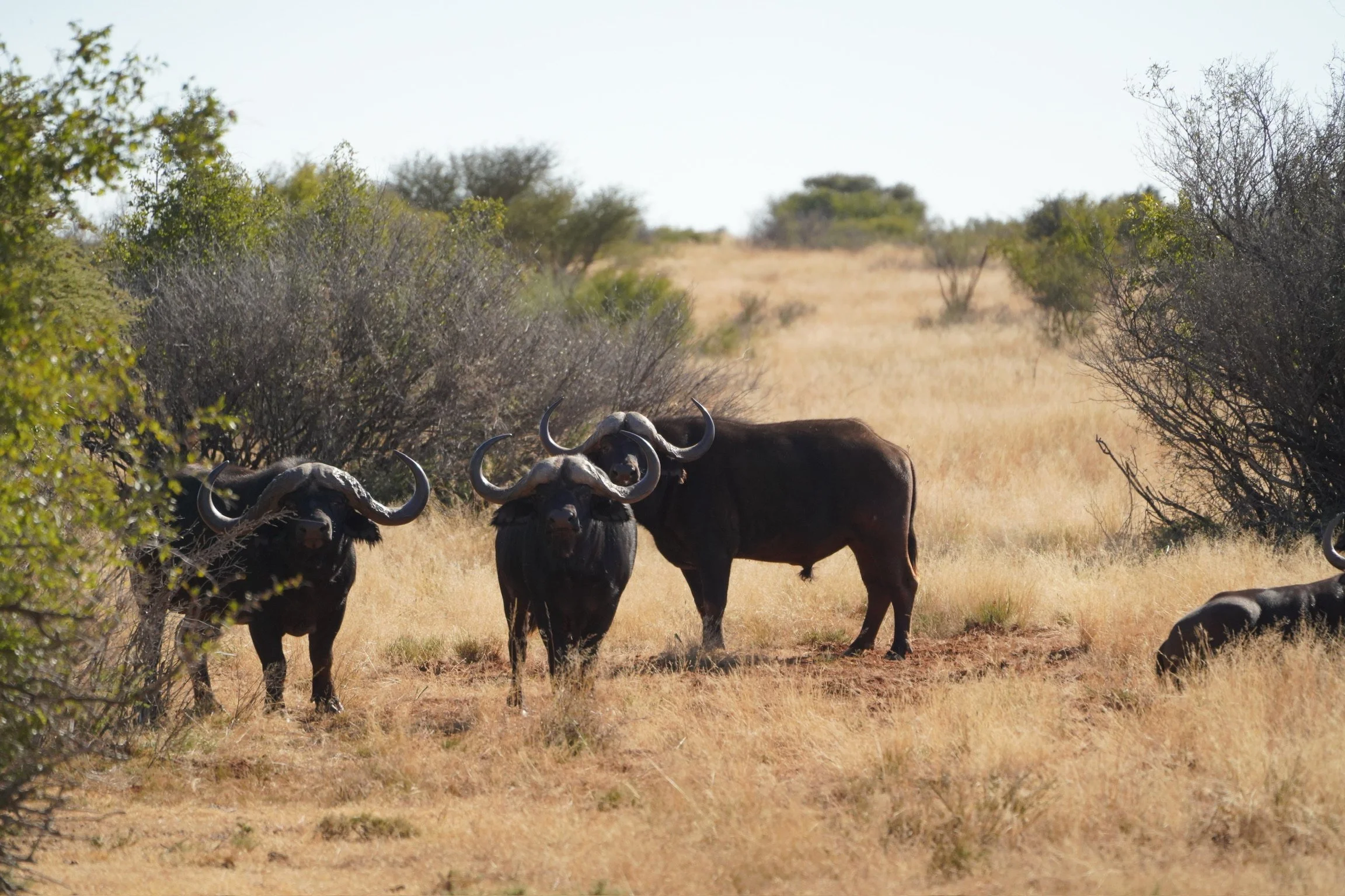 Conservation vs. Preservation