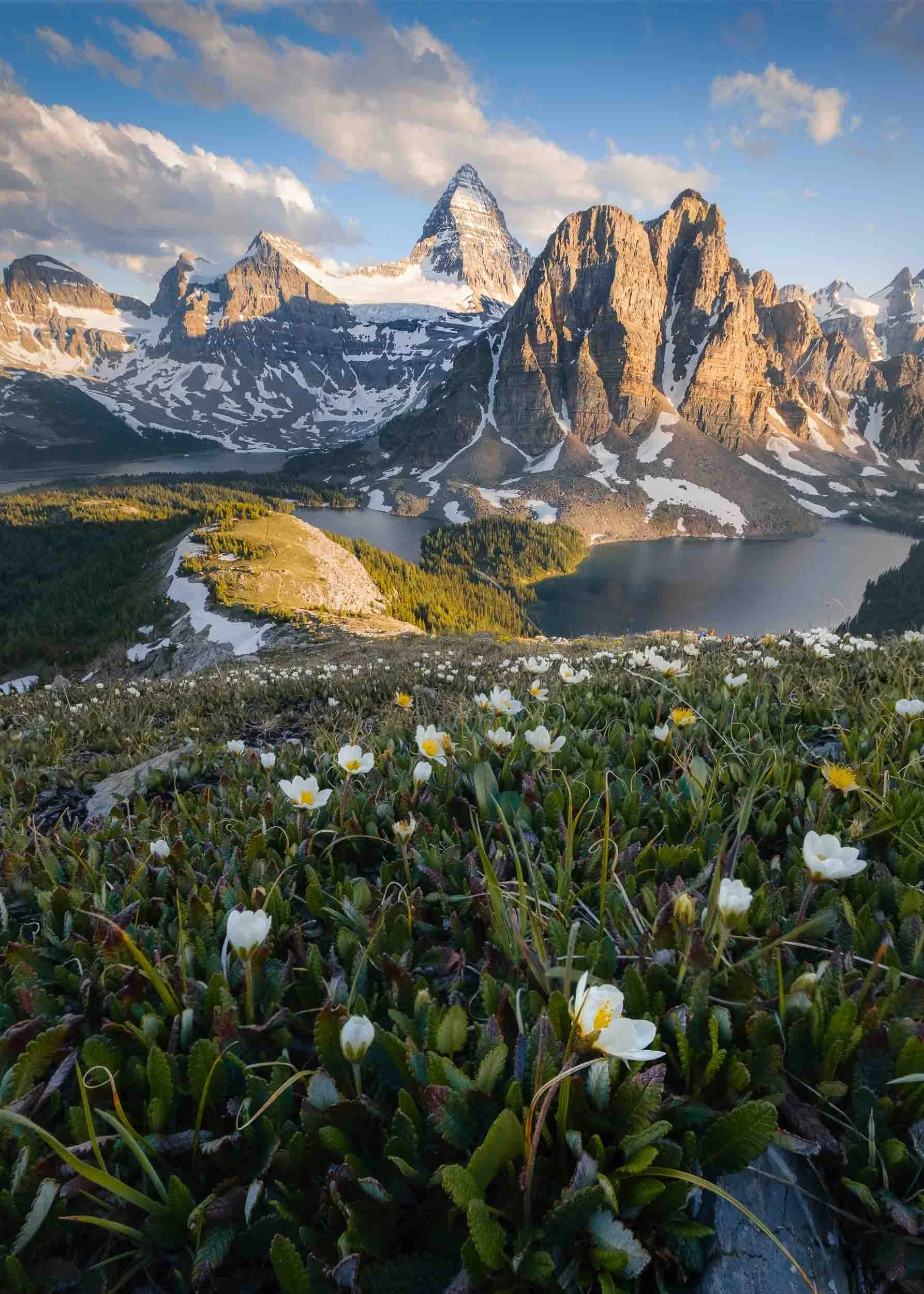 Alpine_Bloom.jpg
