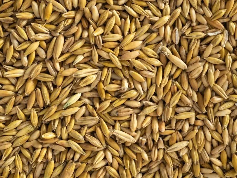 Whole White Oats 25Kg