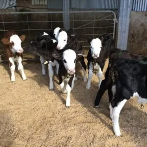 Calves-300x300.jpg