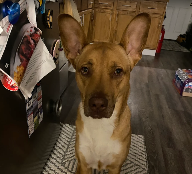 Screenshot 2025-11-14 2.20.51 PM.png