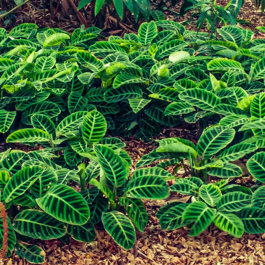 Maranta leuconeura, also known as Prayer Plant, is very versatile and also makes a great houseplant! 🌱 .
.
.
.
.
.
#OGgarden #greenthumb #homeandgarden #landscapingdesign #gardener #gardeningservice #growplants #nzgardening #gardendesign #gardeningt