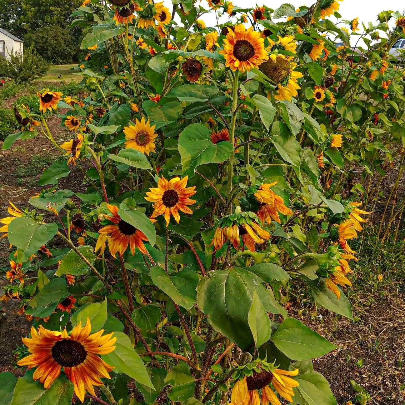 Some Helianthus &lsquo;Ring of Fire&rsquo; saying hello to the sun! 🌻🌞🤗.
.
.
.
.
.
#OGgarden #greenthumb #homeandgarden #landscapingdesign #gardener #gardeningservice #growplants #nzgardening #gardendesign #gardeningtips
#gardensofinstagram