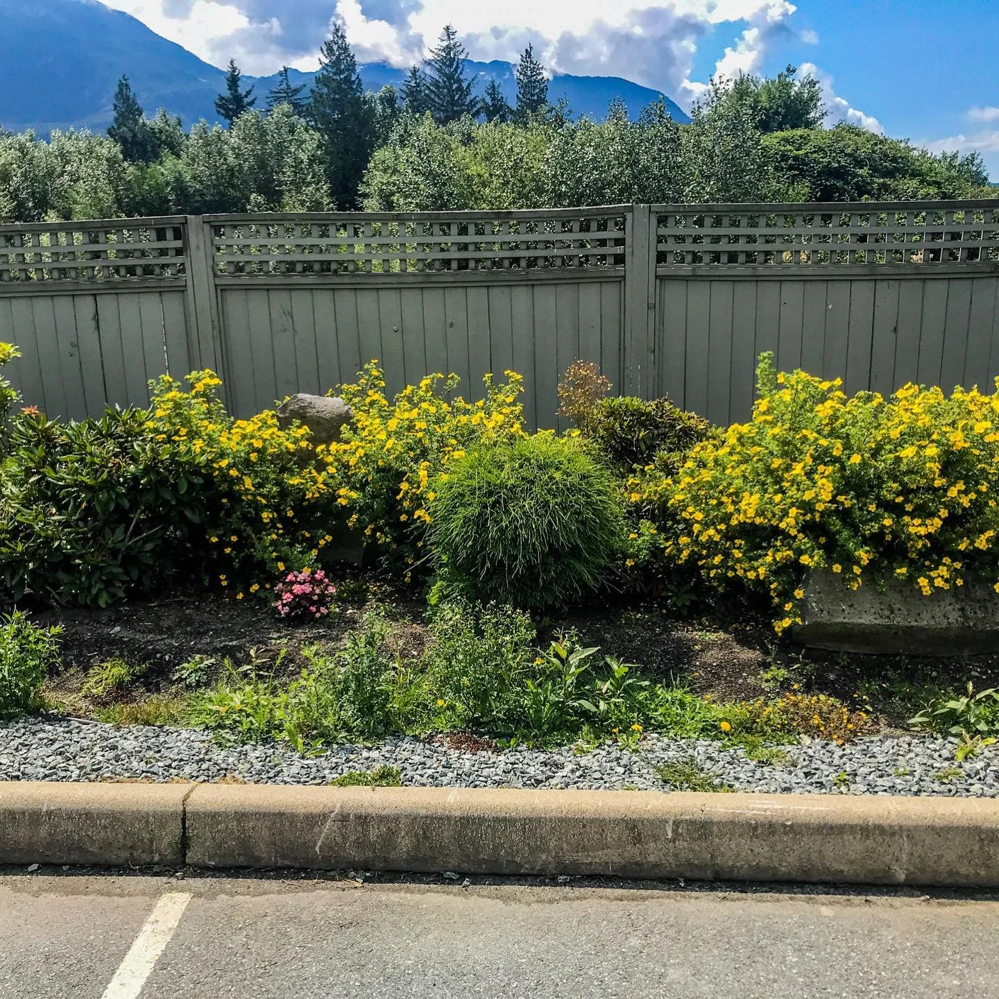 The sun is out and we are loving it!! .
.
.
#OGgarden #greenthumb #homeandgarden #landscapingdesign #gardener #gardeningservice #growplants #nzgardening #gardendesign #gardeningtips
#gardensofinstagram