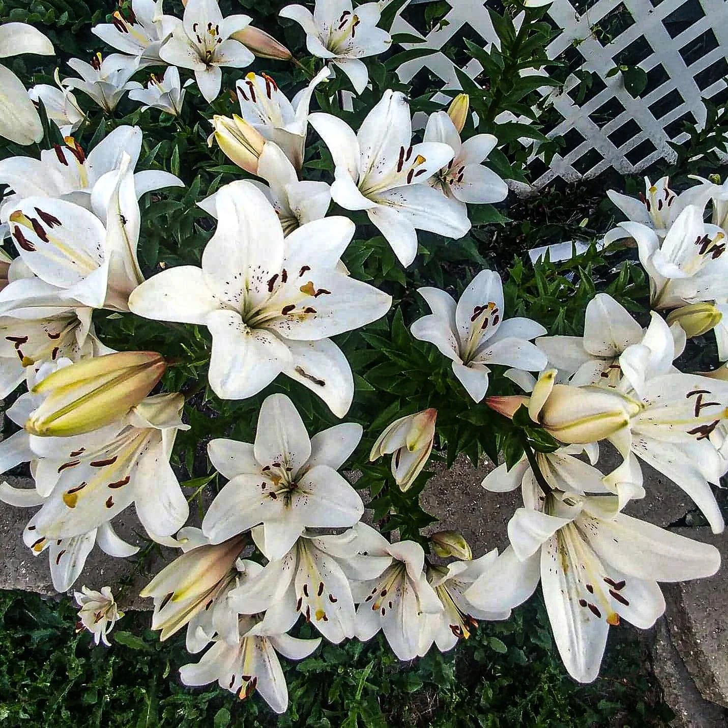 Some border lilies to brighten your morning! Let us know if you want your flowers this happy 🤗.
.
.
.
.
#OGgarden #greenthumb #homeandgarden #landscapingdesign #gardener #gardeningservice #growplants #nzgardening #gardendesign #gardeningtips
#garden