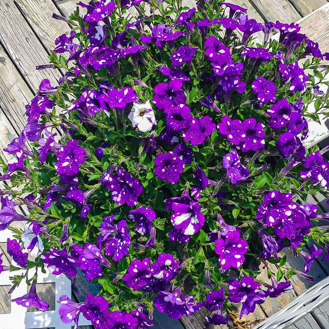 Petunia &lsquo;Night Sky&rsquo; having a grand ol time in the planter box!! 🌺

#OGgarden #greenthumb #homeandgarden #landscapingdesign #gardener #gardeningservice #growplants #nzgardening #gardendesign #gardeningtips
#gardensofinstagram