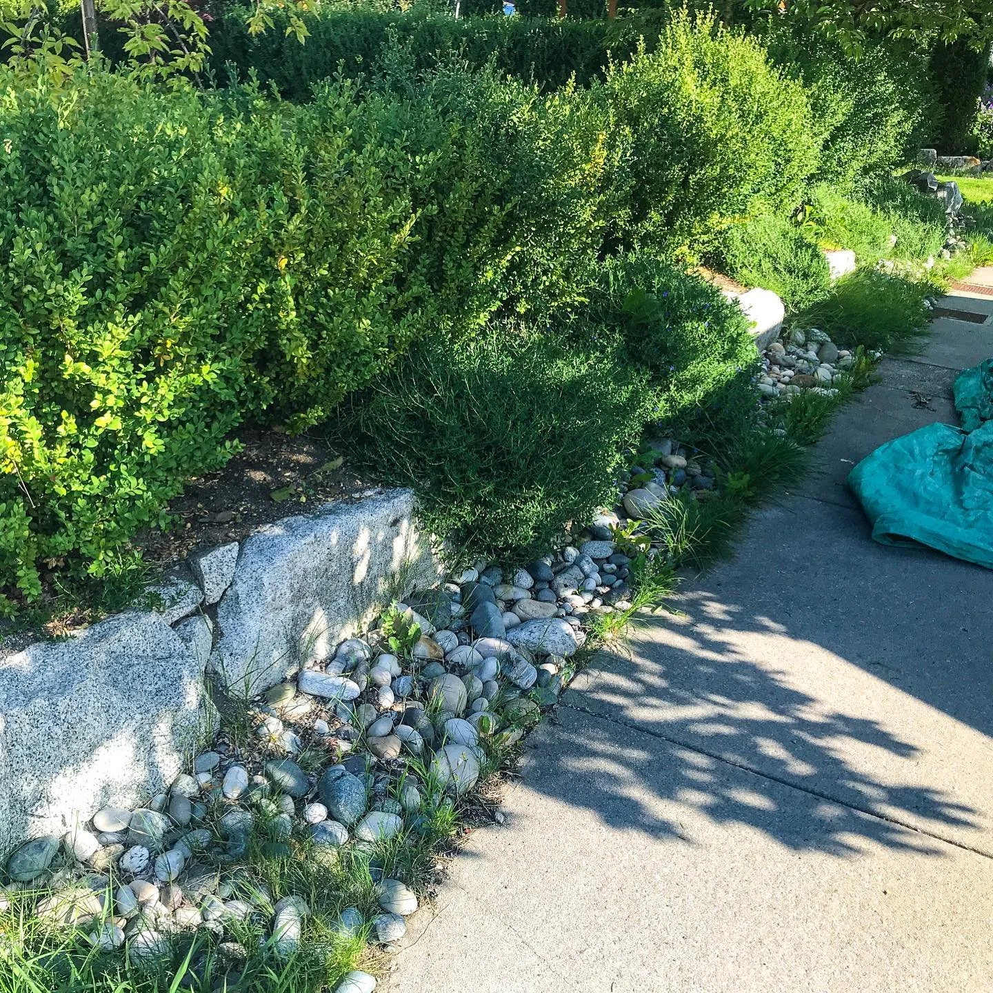 Crazy how a few hours of work around a rockbed can make such a difference! Imagine how the rest of your yard can look 😏 #OGgarden #greenthumb #homeandgarden #landscapingdesign #gardener #gardeningservice #growplants #nzgardening #gardendesign #garde