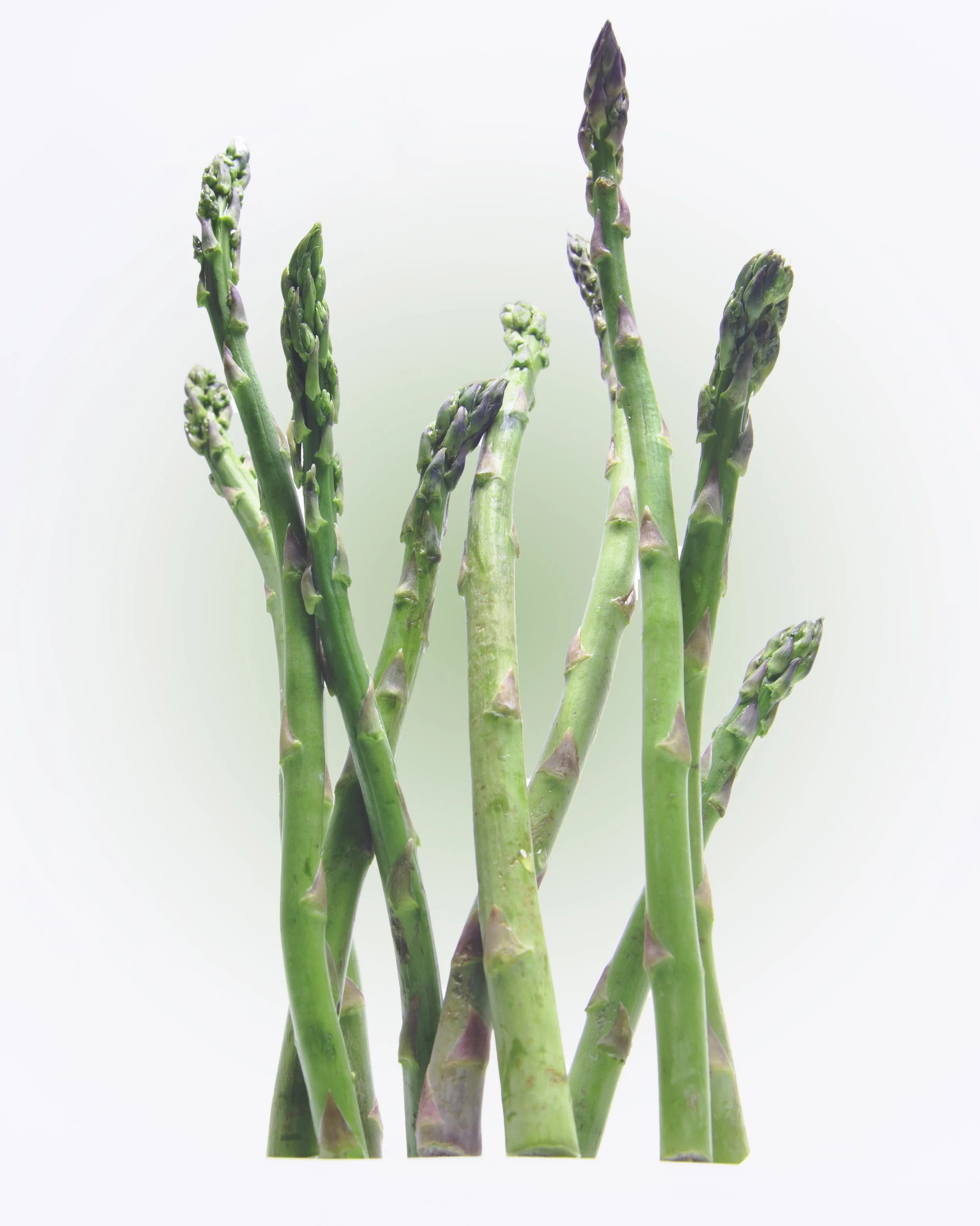 芦笋.jpg