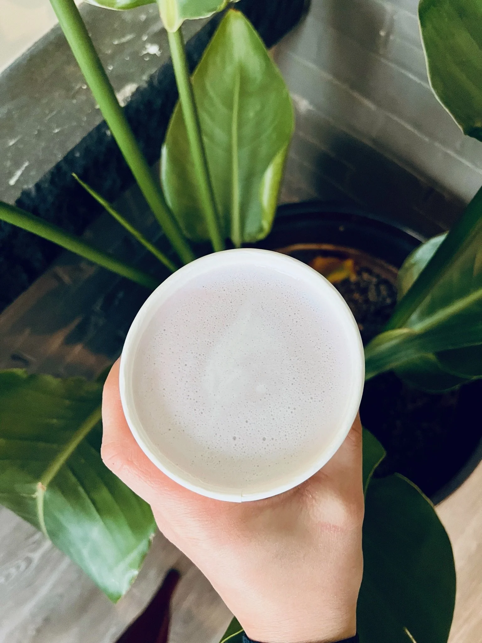 A person's hand holding a white cup filled with a frothy beverage, with green plant leaves and a pot in the background.
