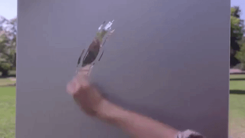 giphy (1).gif