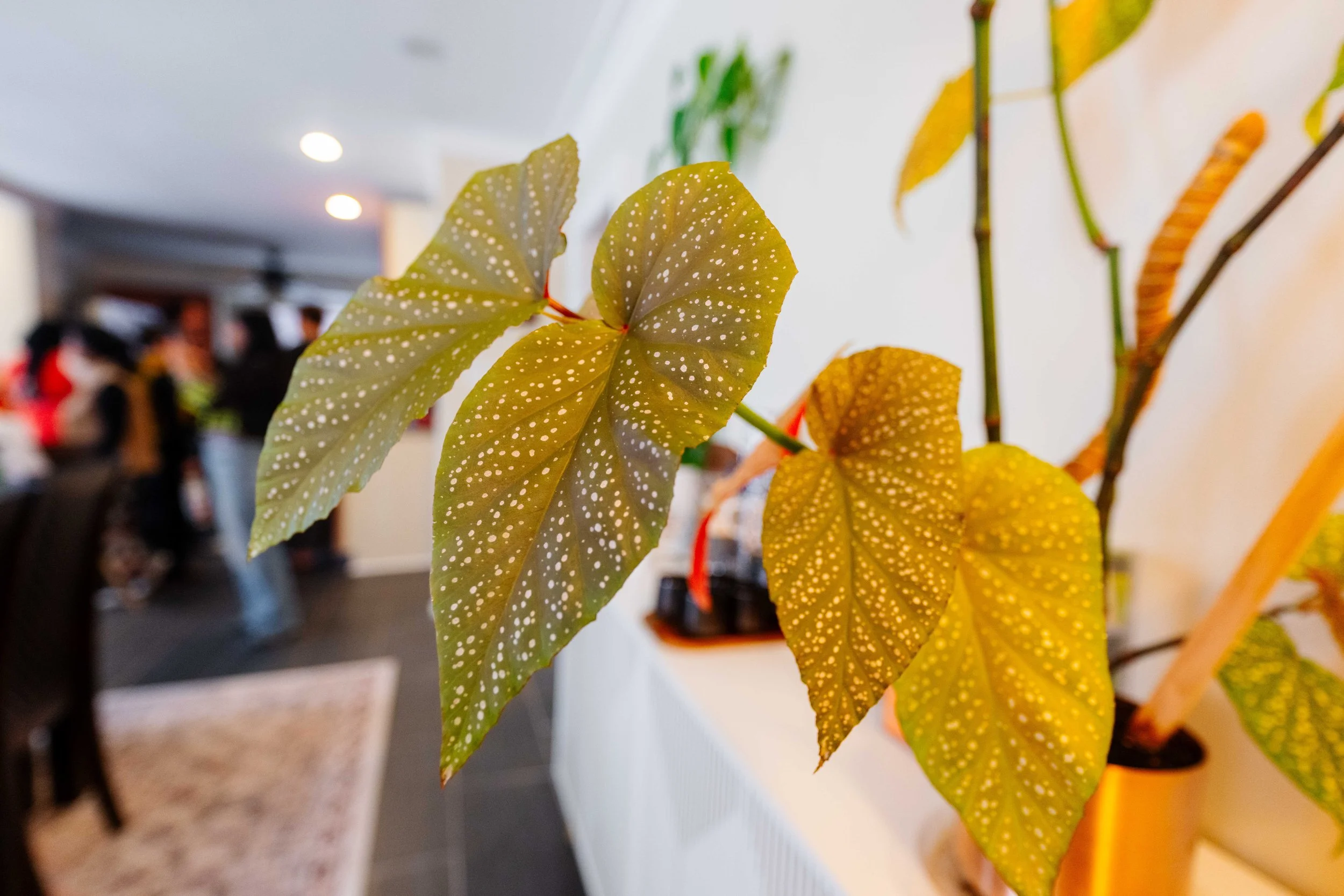 Close-up of yellow and green variegated spotted begonia leaves with white spots, indoors with people in the background.